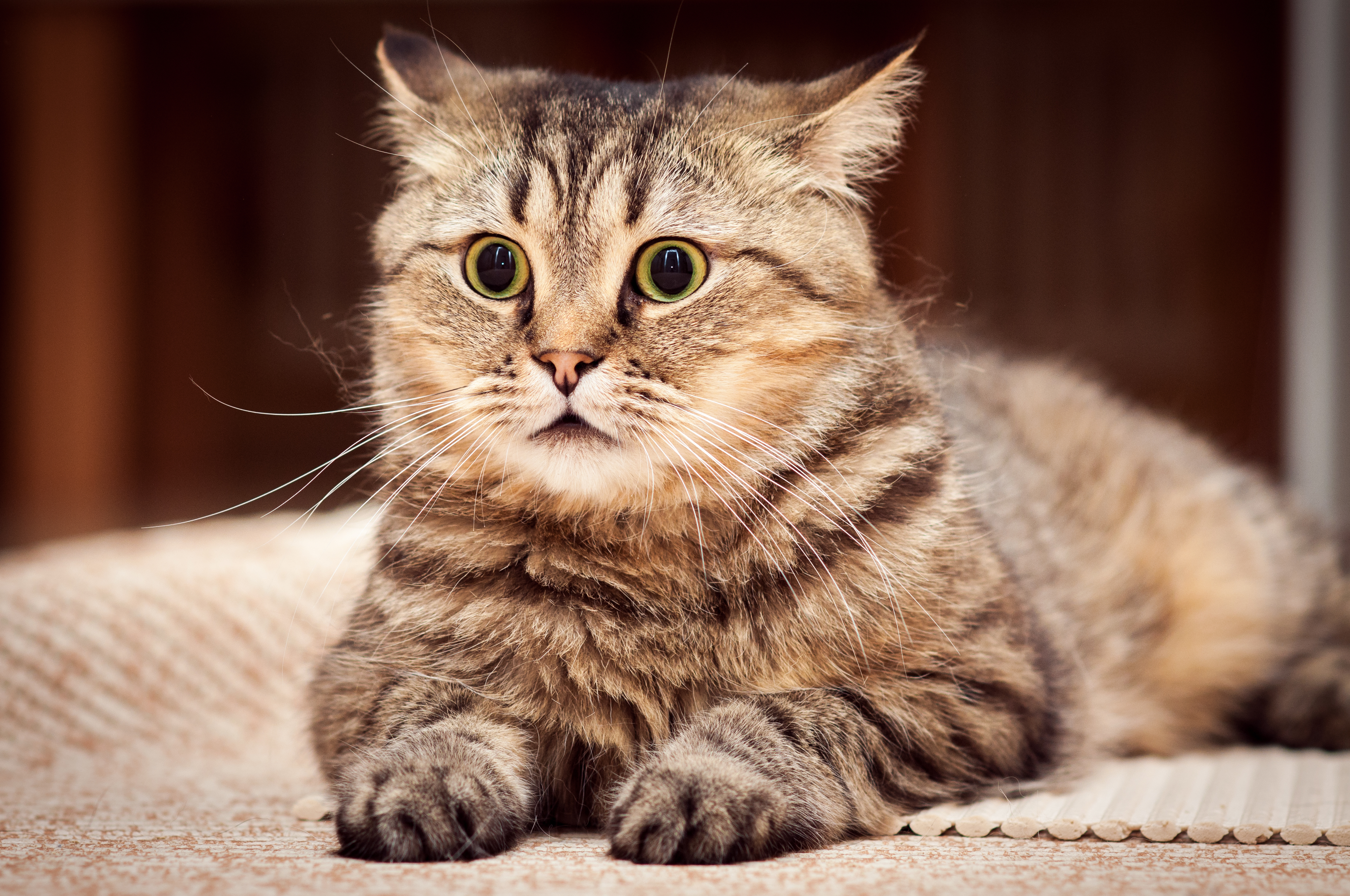 Baixe gratuitamente a imagem Animais, Gatos, Gato na área de trabalho do seu PC