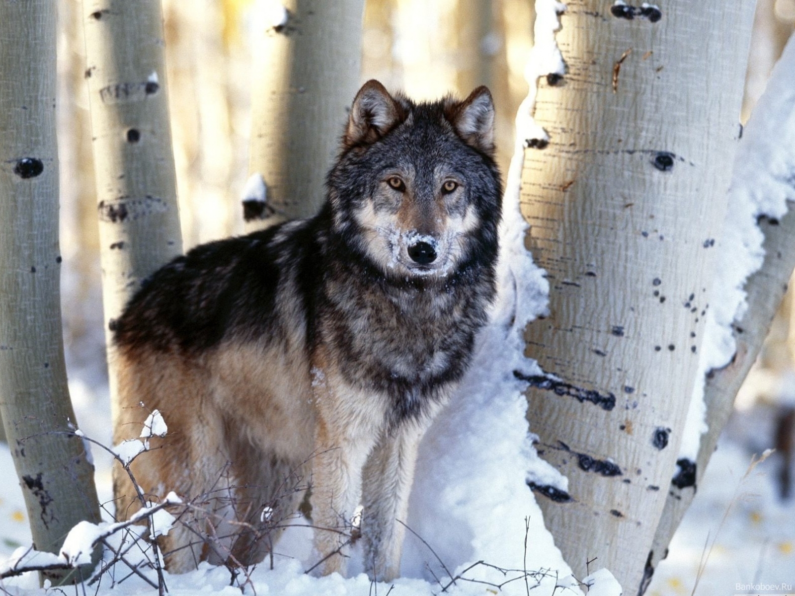 Free download wallpaper Animals, Snow, Wolfs on your PC desktop