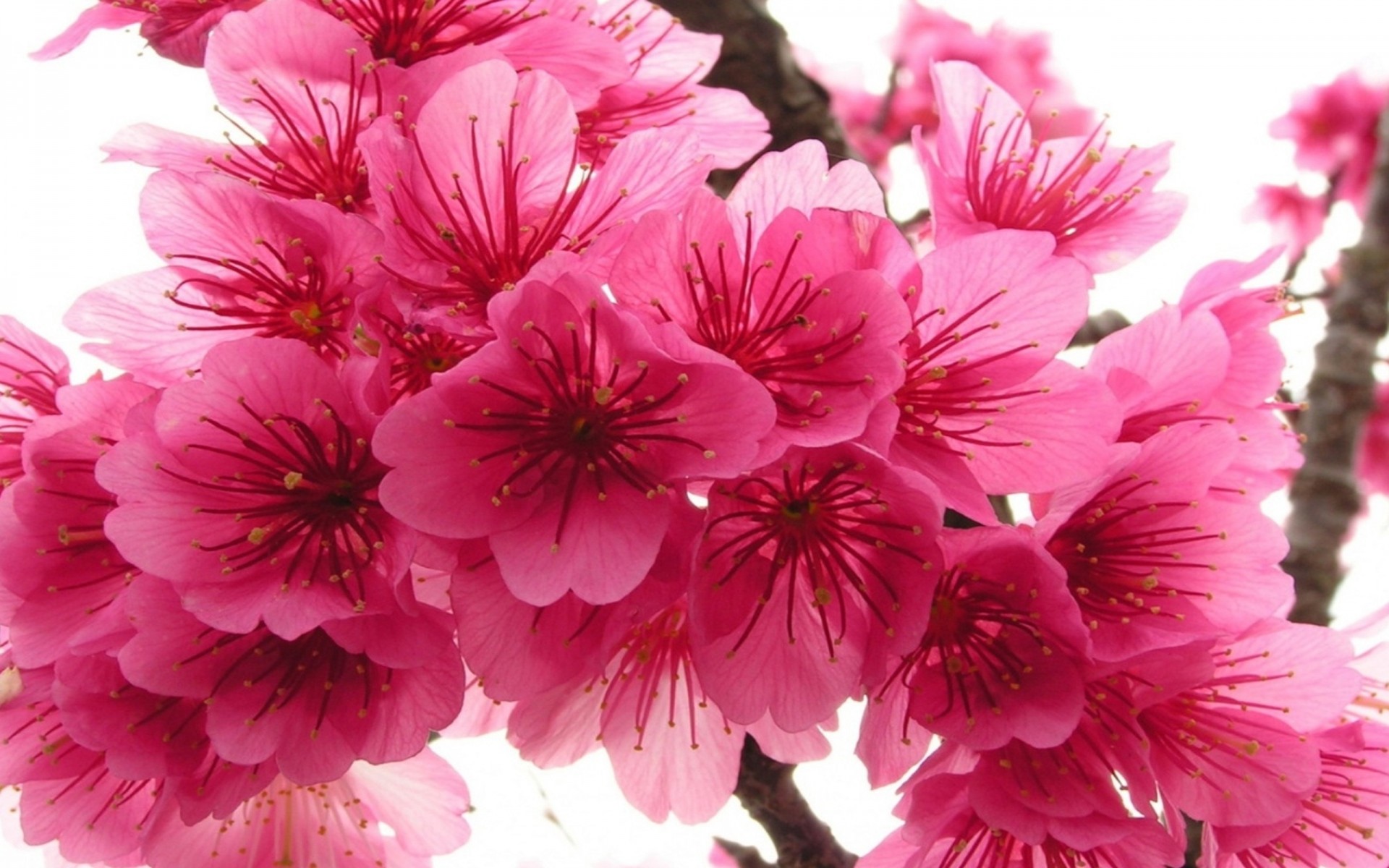 Скачати мобільні шпалери Квітка, Цвітіння, Земля, Весна, Рожева Квітка, Вишневий Цвіт, Флауерзи безкоштовно.