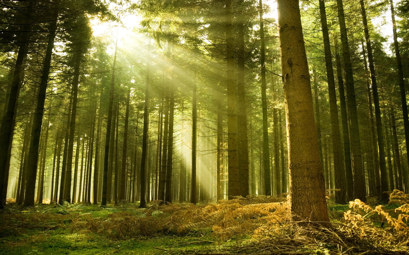 Free download wallpaper Forest, Earth on your PC desktop