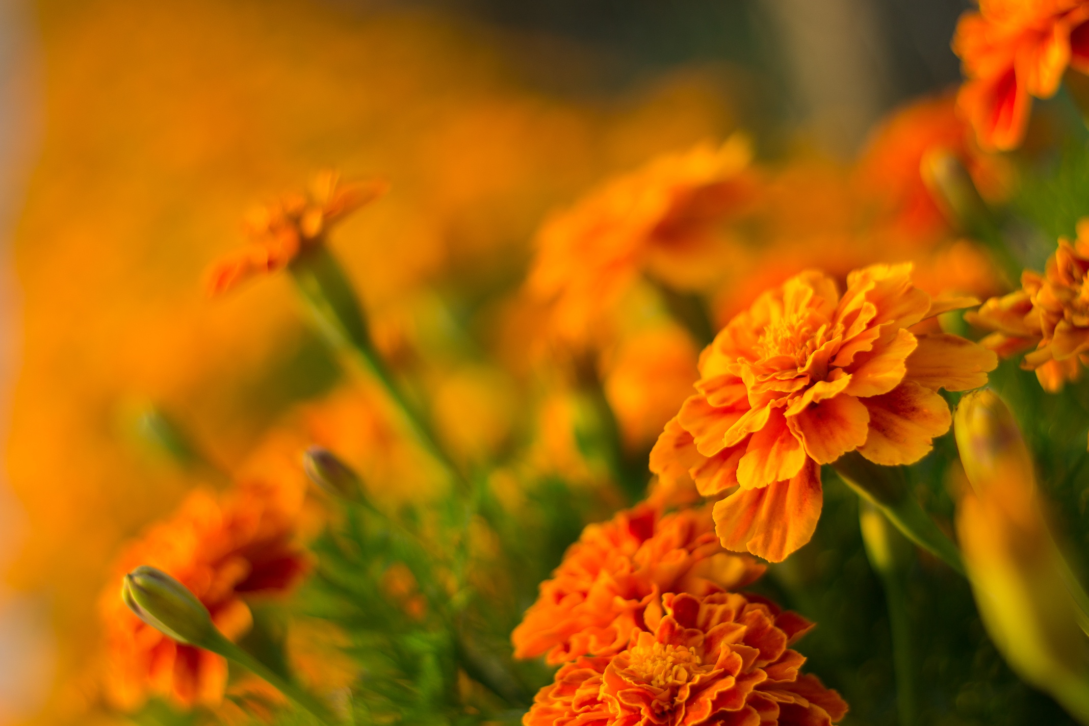 431639 скачать картинку бархатцы, земля/природа, цветок, природа, оранжевый цветок, флауэрсы - обои и заставки бесплатно