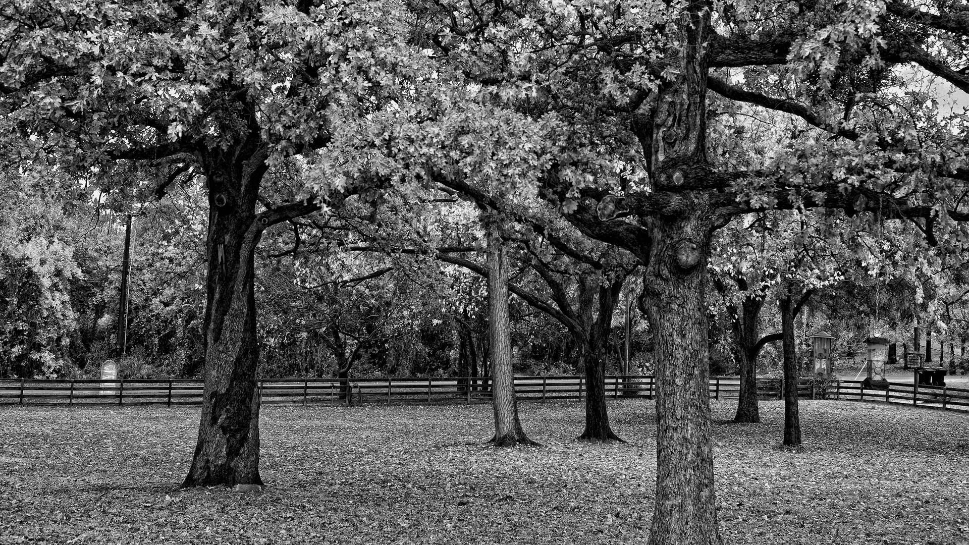 Handy-Wallpaper Park, Fotografie kostenlos herunterladen.