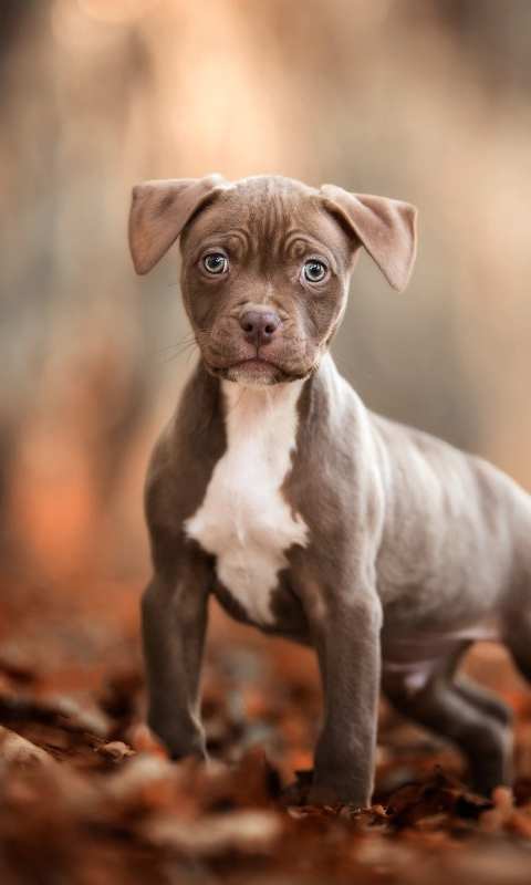 Download mobile wallpaper Dogs, Dog, Animal, Puppy, Baby Animal, American Pit Bull Terrier for free.