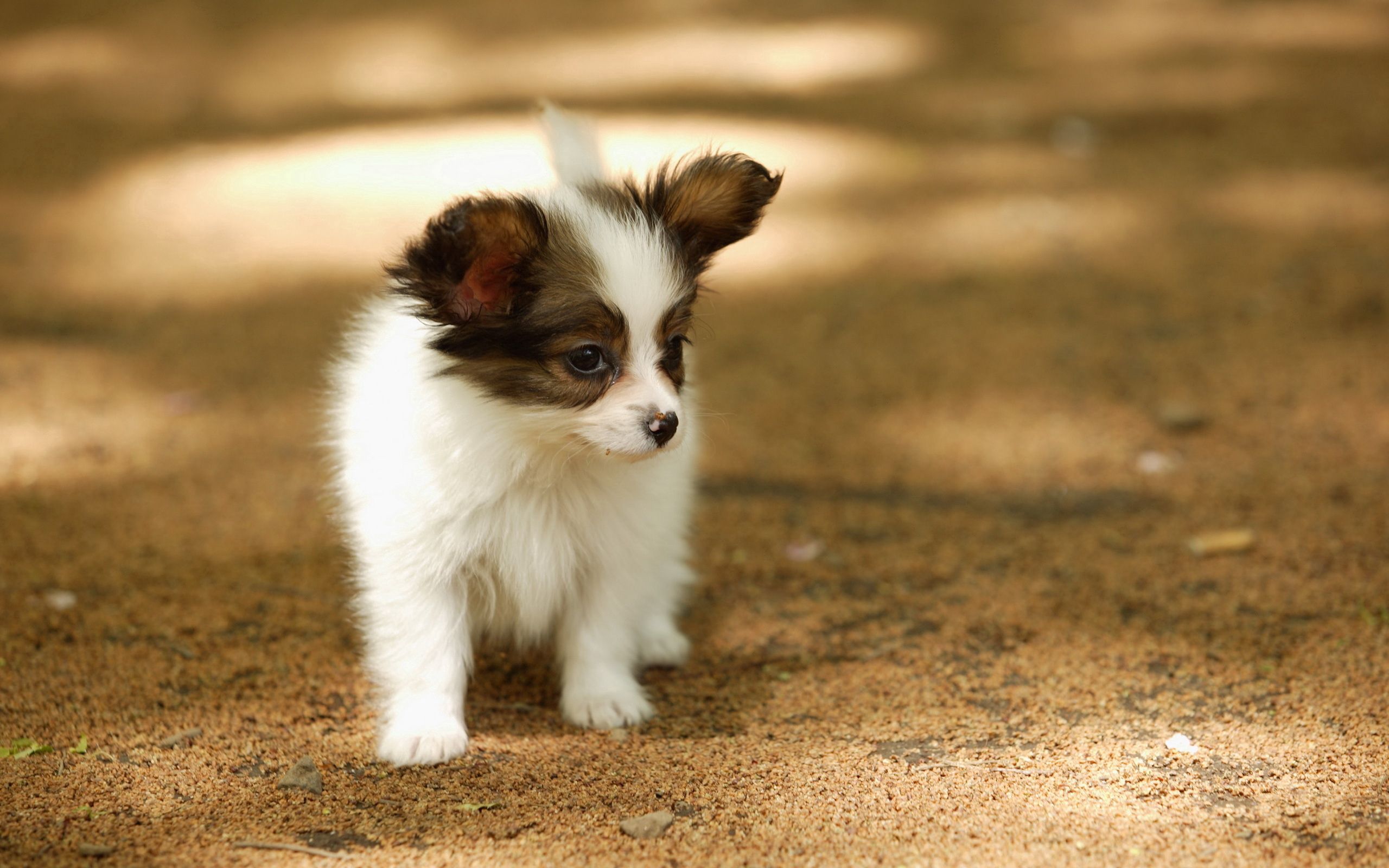 Download mobile wallpaper Muzzle, Stroll, Animals, Stains, Puppy, Spots for free.