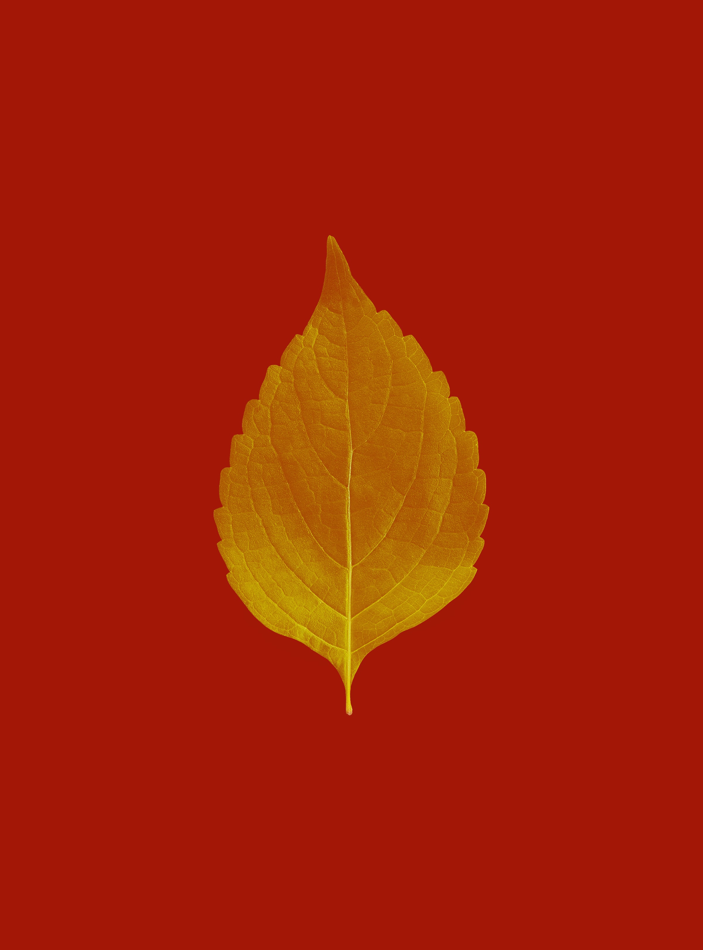Download mobile wallpaper Macro, Sheet, Leaf, Veins, Plant, Autumn for free.