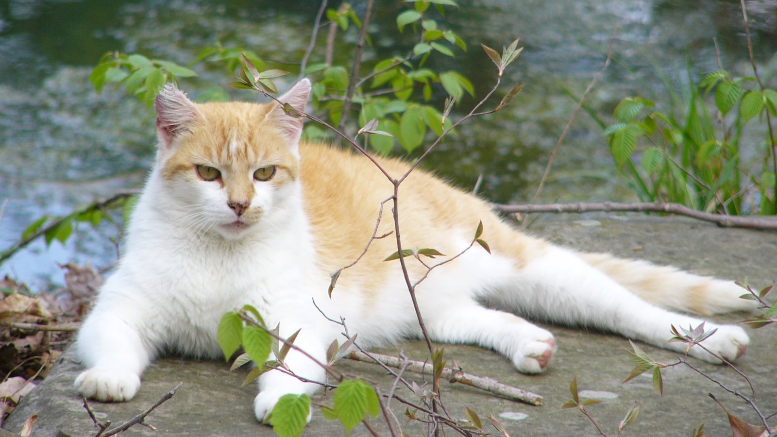 Baixar papel de parede para celular de Animais, Gatos, Gato gratuito.