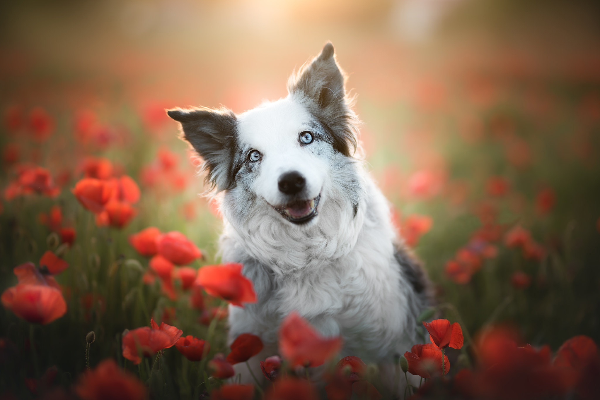 Baixe gratuitamente a imagem Animais, Cães, Cão, Border Collie, Flor Vermelha, Papoila na área de trabalho do seu PC