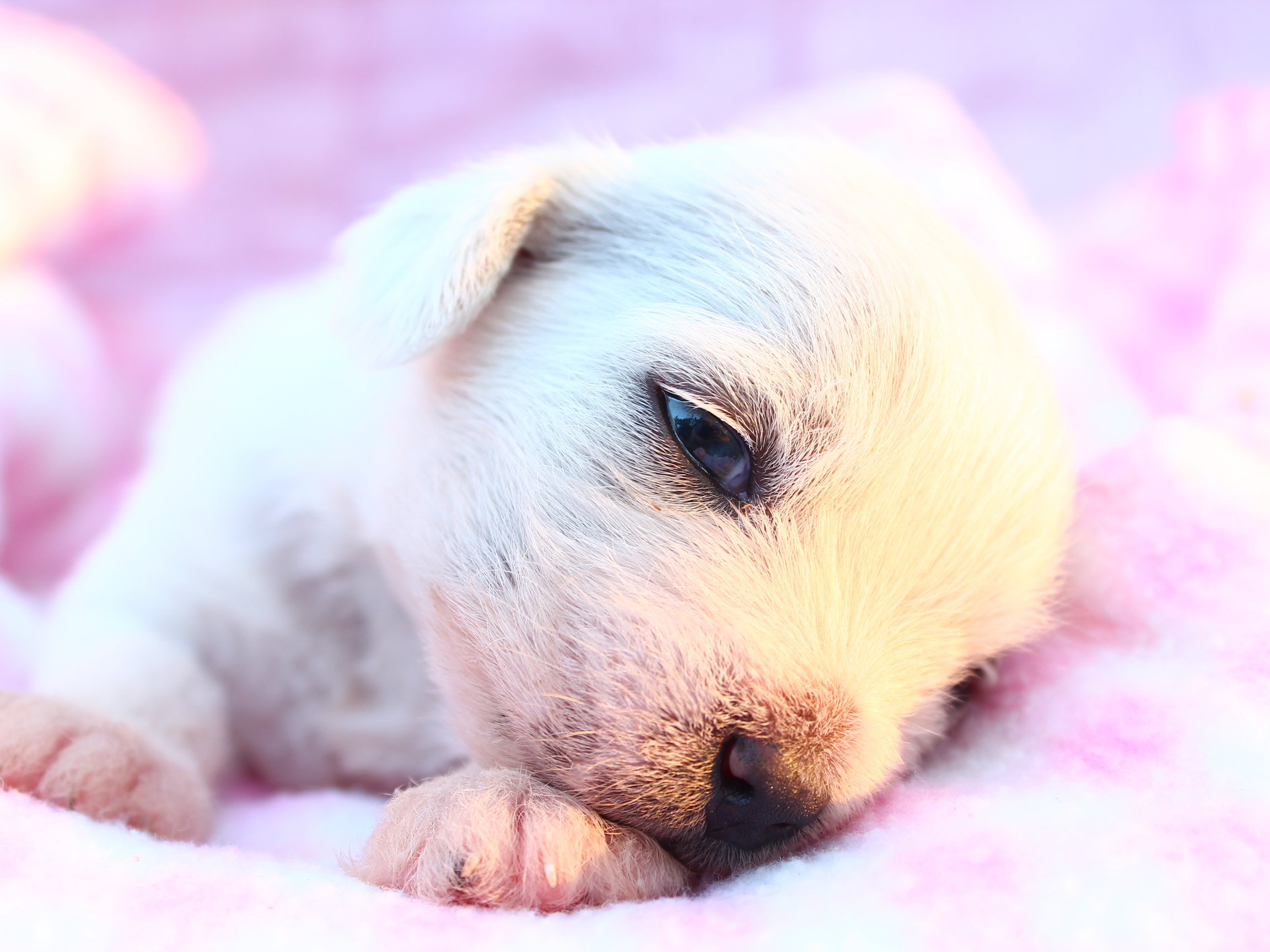 Téléchargez des papiers peints mobile Chiot, Chiens, Animaux gratuitement.