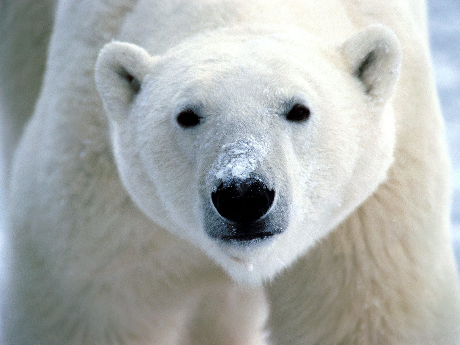 126165 скачать обои белый медведь, животные, взгляд, нос - заставки и картинки бесплатно
