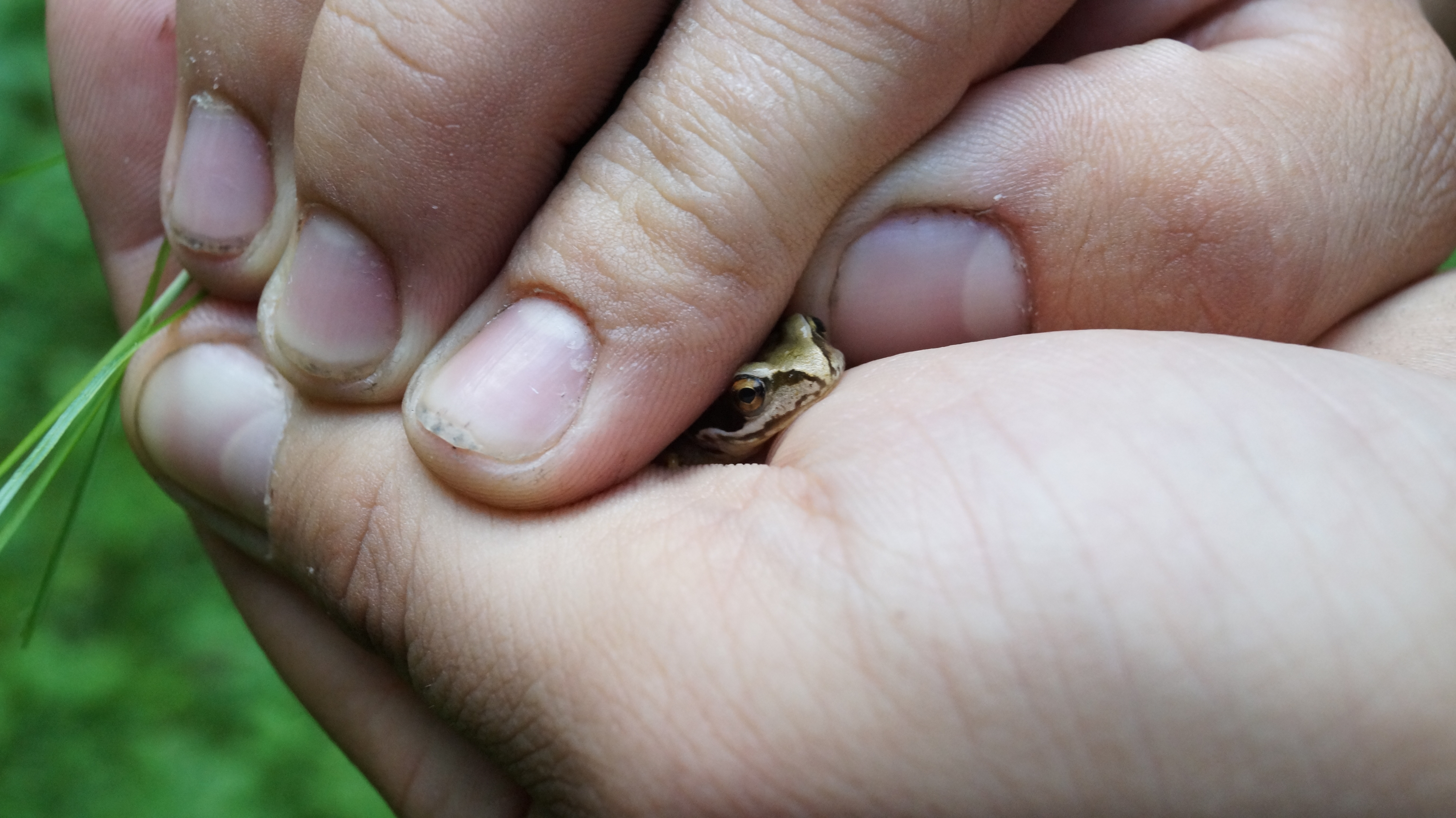 Download mobile wallpaper Hand, Animal, Frog for free.
