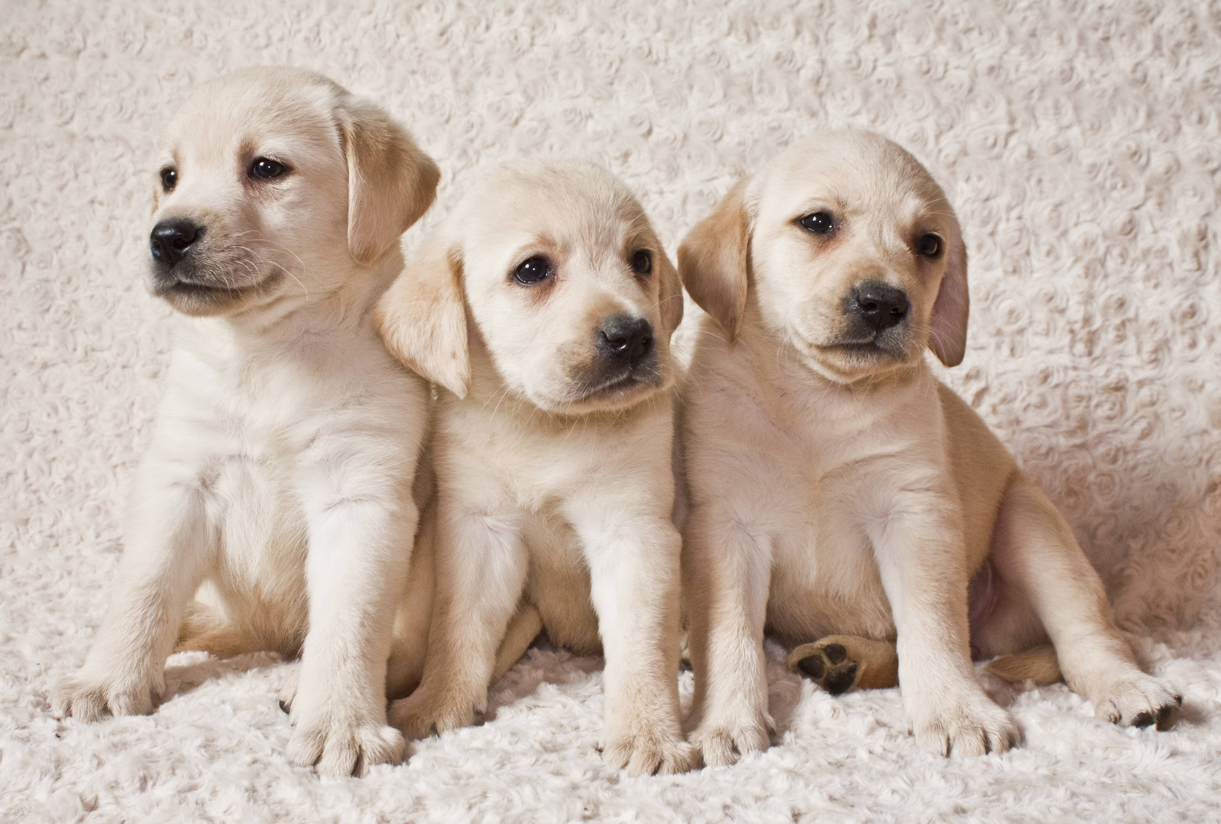Handy-Wallpaper Tiere, Hunde, Hund, Welpen, Labrador Retriever, Tierbaby kostenlos herunterladen.