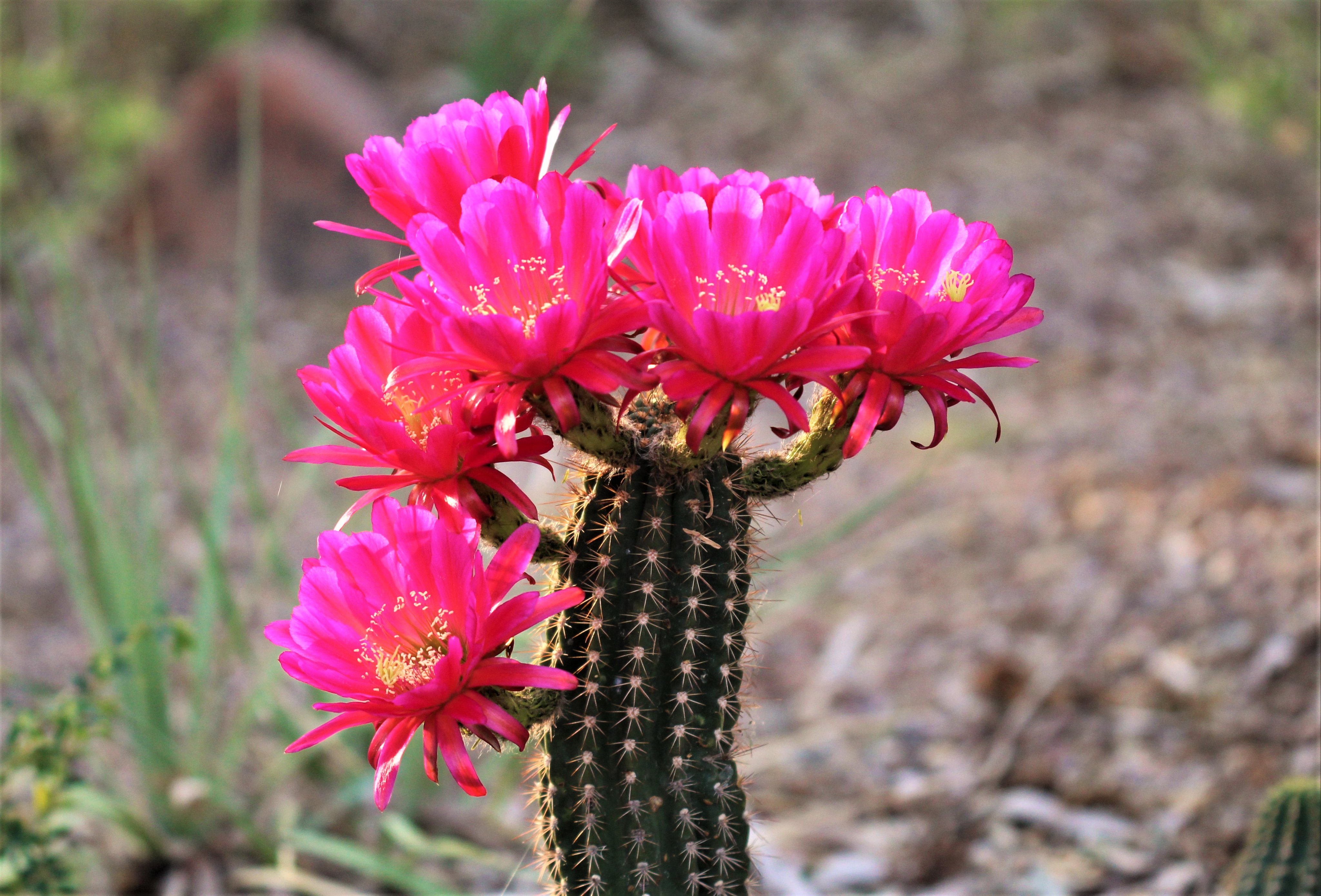 Free download wallpaper Plant, Cactus, Flowers, Flowering, Bloom on your PC desktop