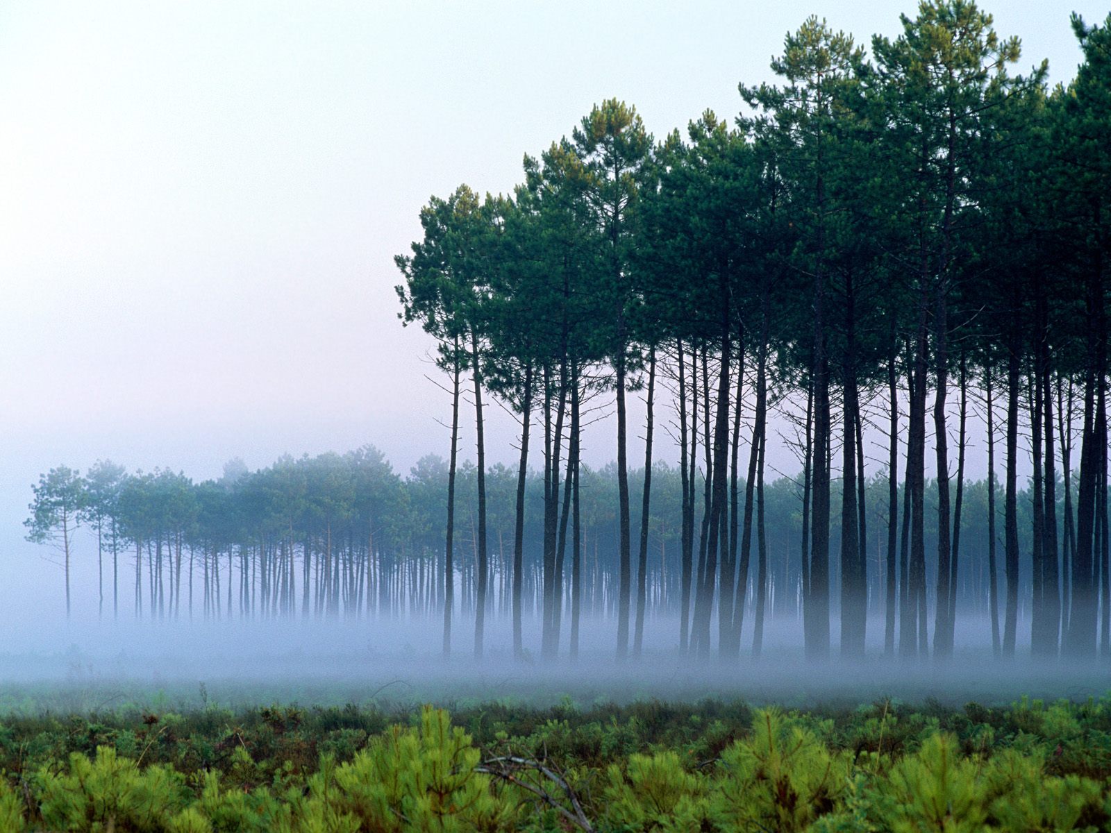 Free download wallpaper Forest, Earth on your PC desktop