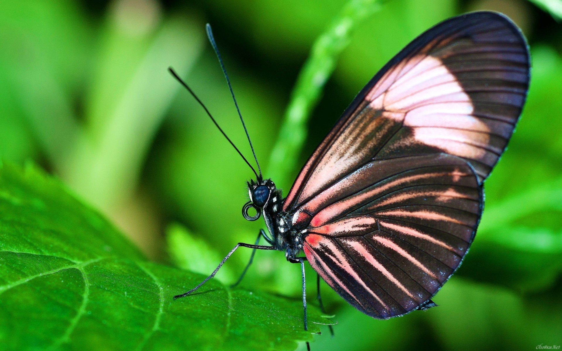 Descarga gratuita de fondo de pantalla para móvil de Animales, Mariposa.