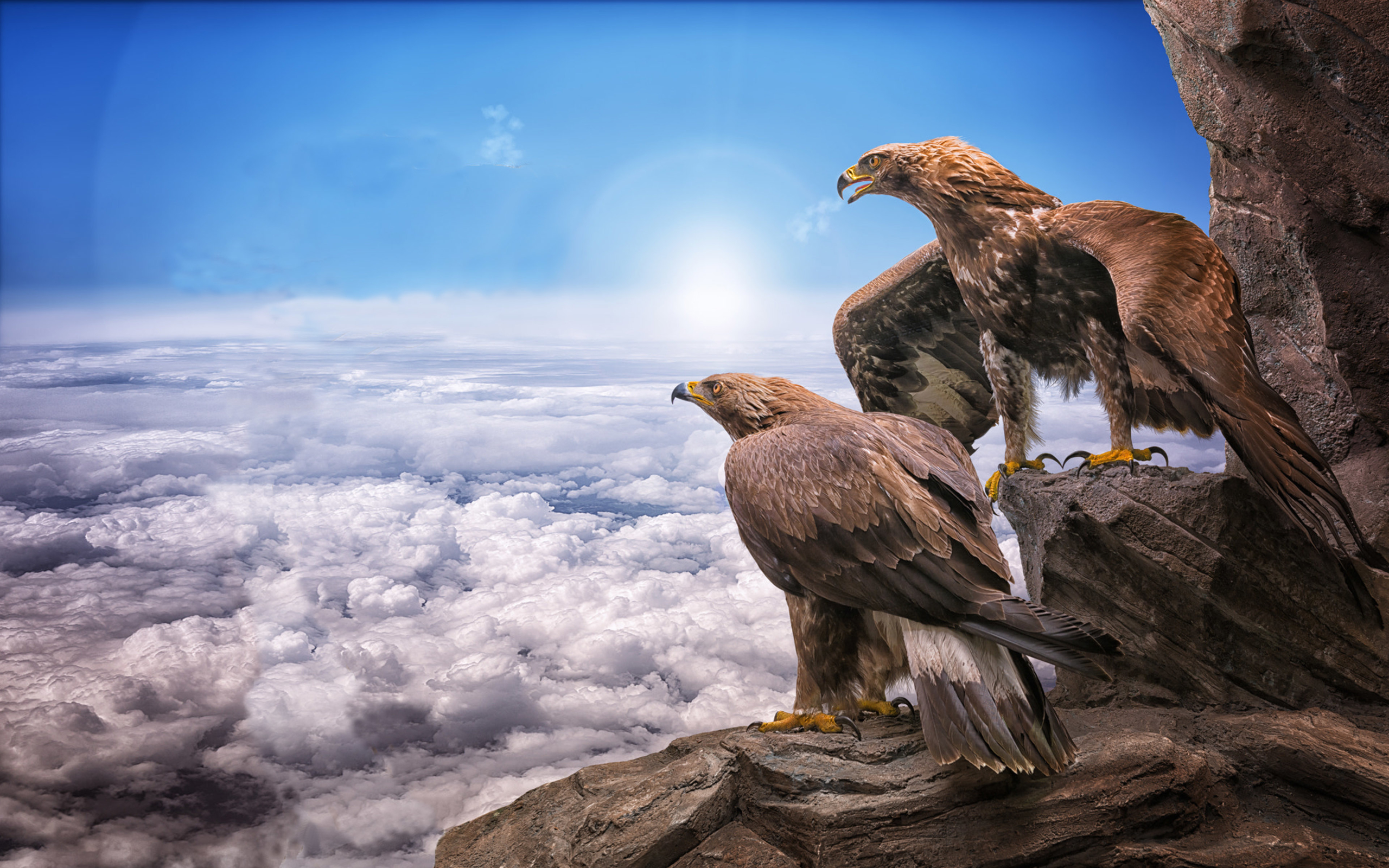 457484 descargar fondo de pantalla águila real, animales, ave, águila, aves: protectores de pantalla e imágenes gratis
