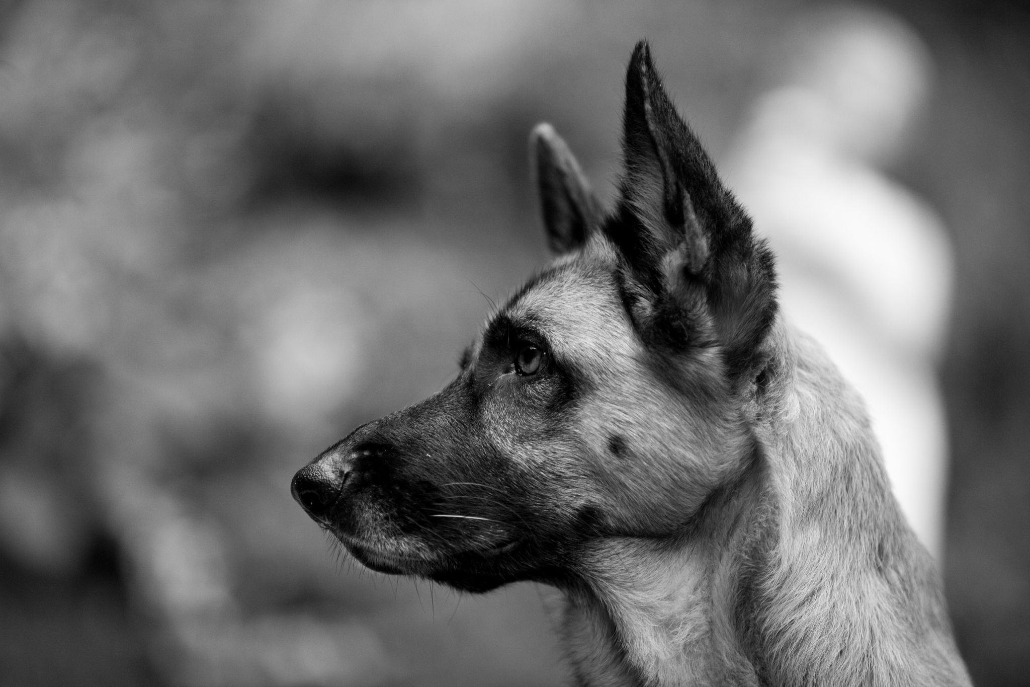 301721 descargar imagen animales, pastor alemán, perros: fondos de pantalla y protectores de pantalla gratis