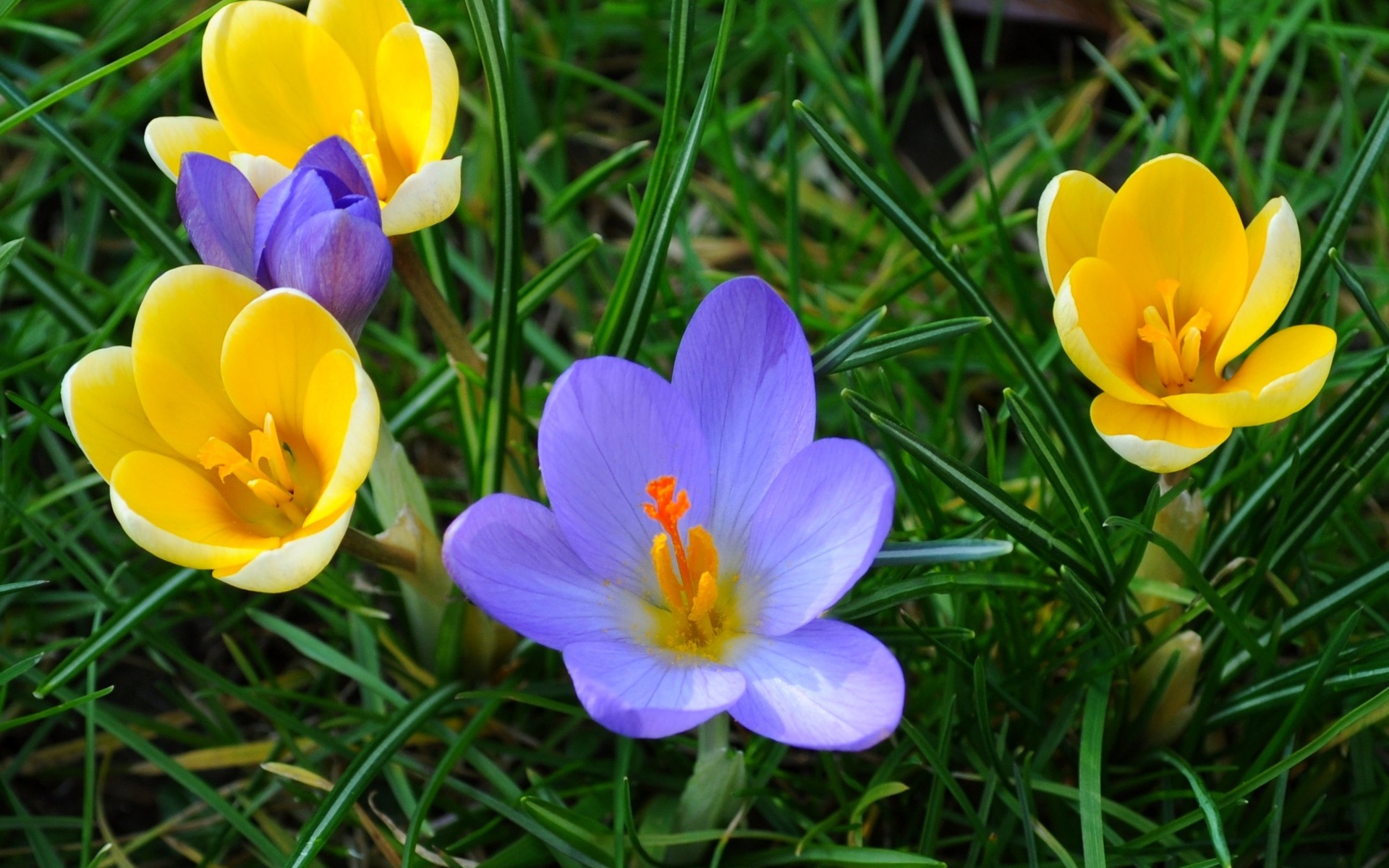 Téléchargez gratuitement l'image Fleurs, Crocus, Terre/nature sur le bureau de votre PC