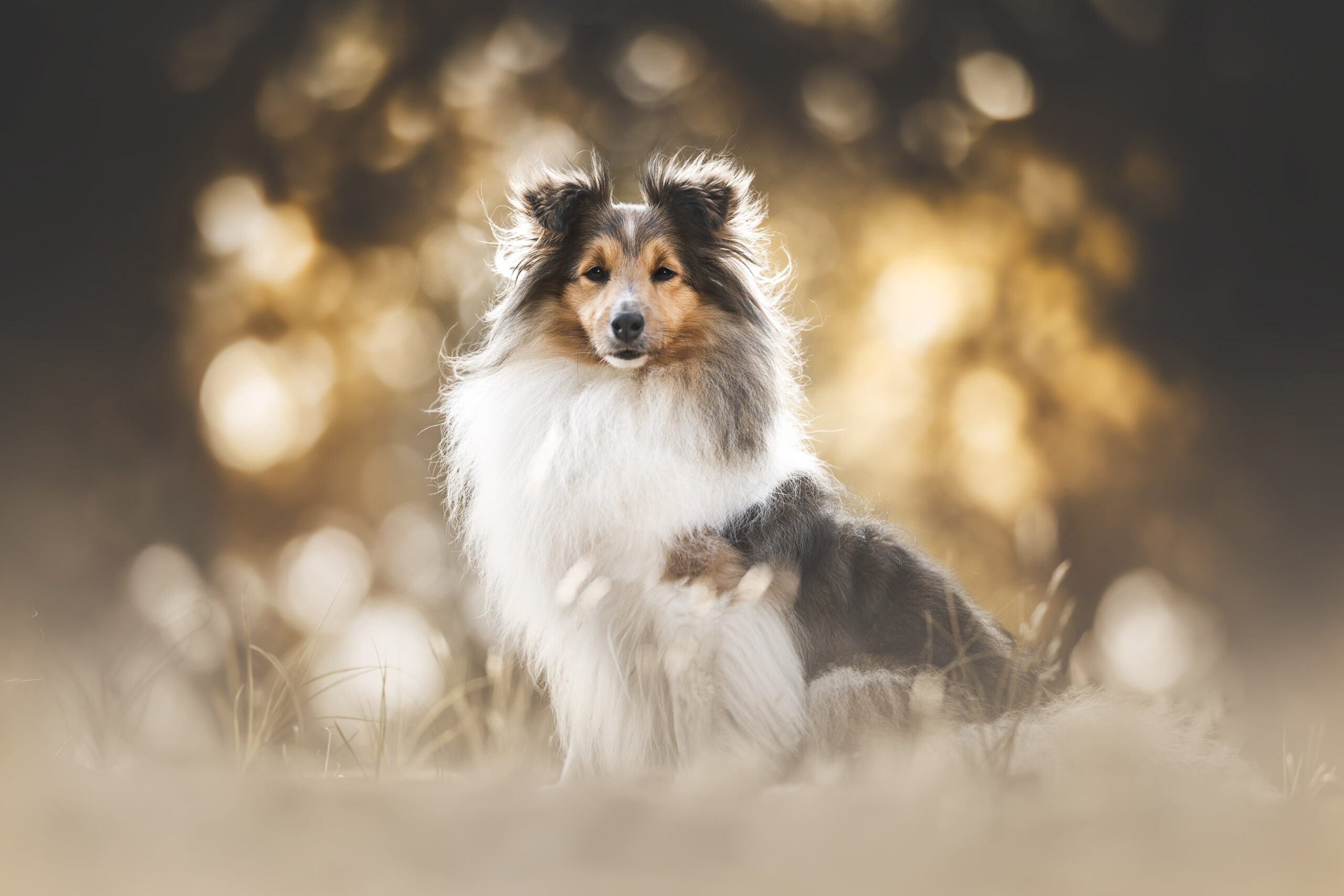 Free download wallpaper Dogs, Animal, Puppy, Shetland Sheepdog, Baby Animal on your PC desktop