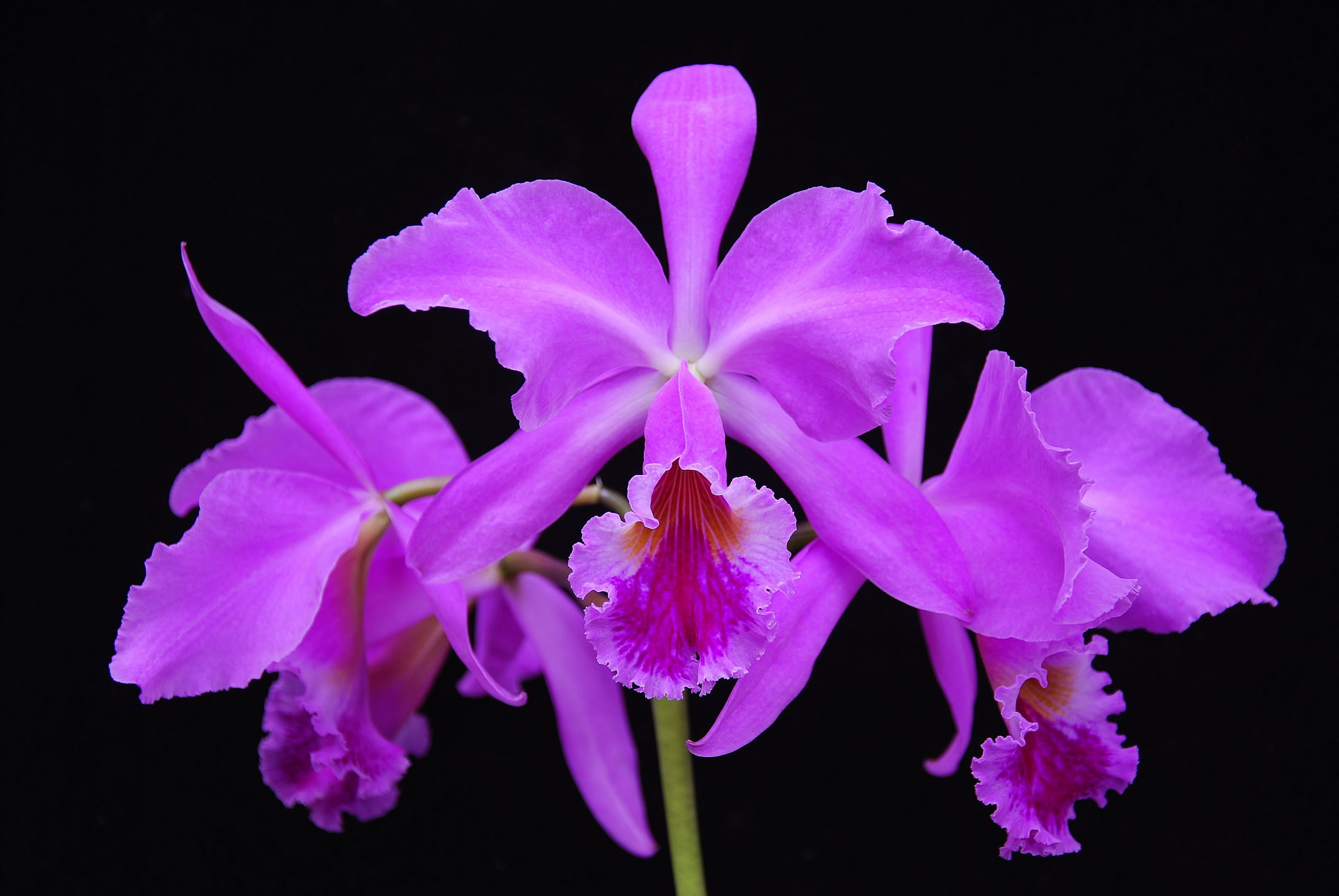 Laden Sie das Blumen, Orchidee, Erde/natur-Bild kostenlos auf Ihren PC-Desktop herunter