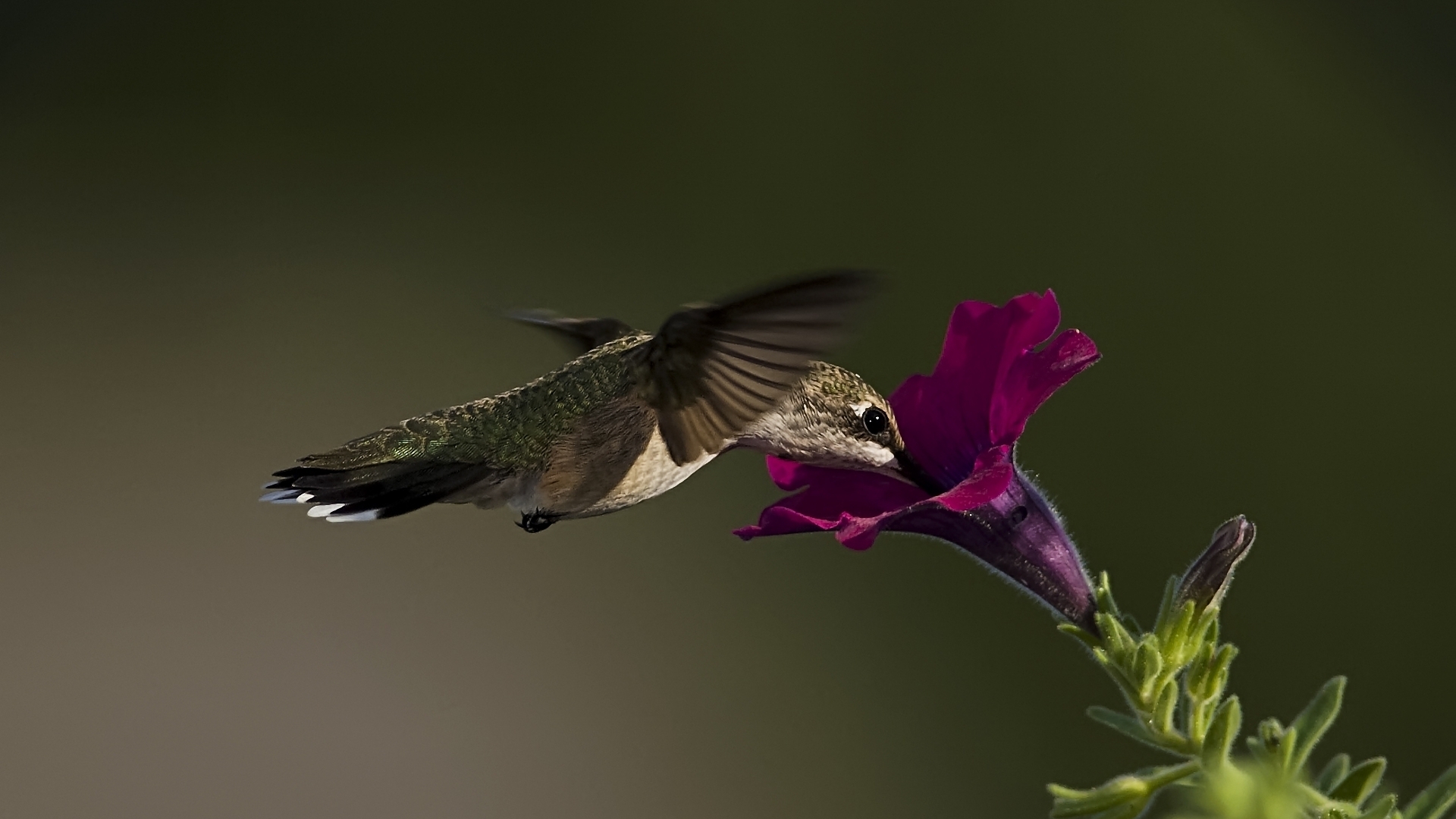 Baixar papel de parede para celular de Beija Flor, Pássaro, Aves, Flor, Animais gratuito.