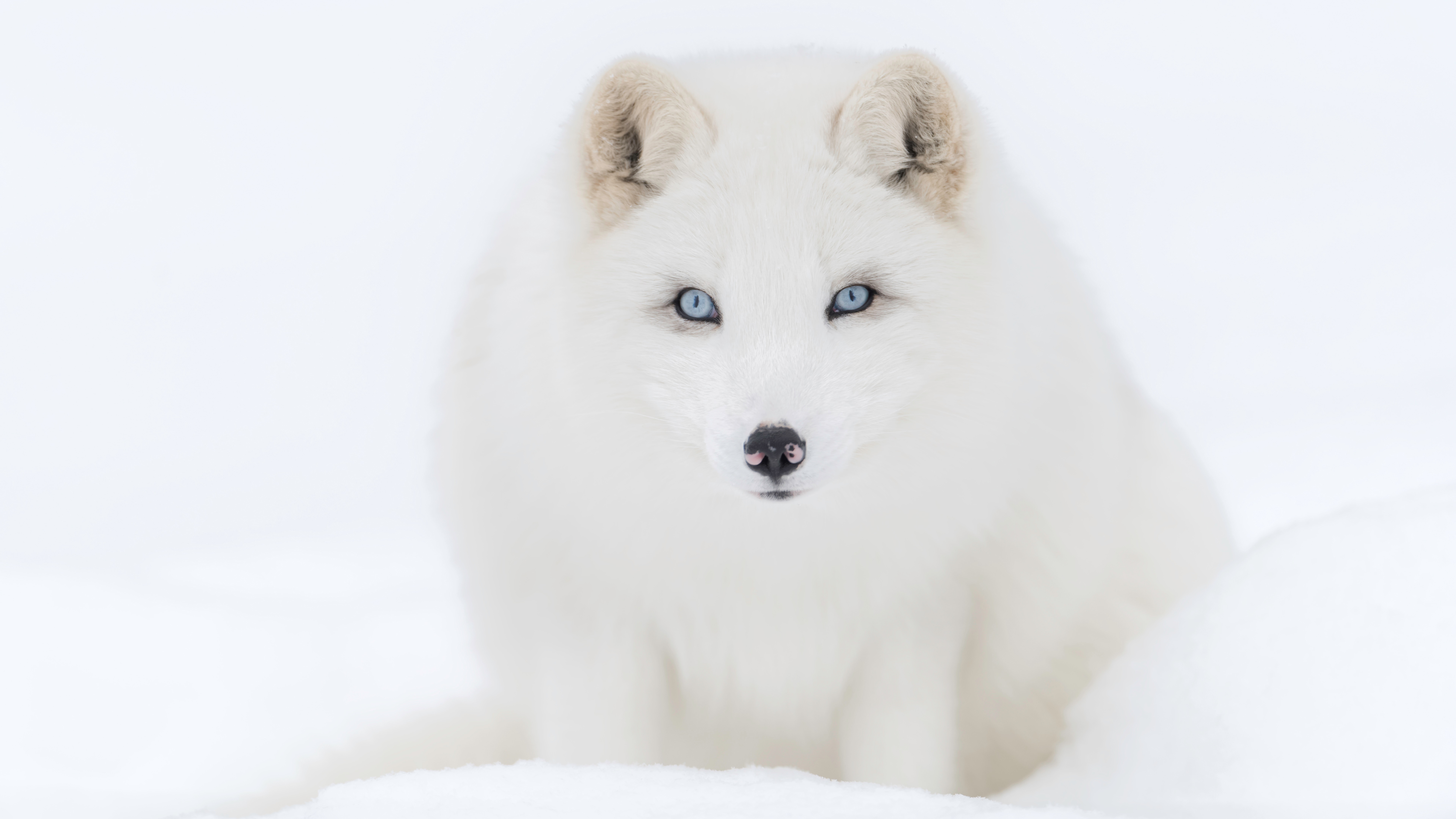 Download mobile wallpaper Winter, Dogs, Snow, Animal, Arctic Fox, Blue Eyes for free.