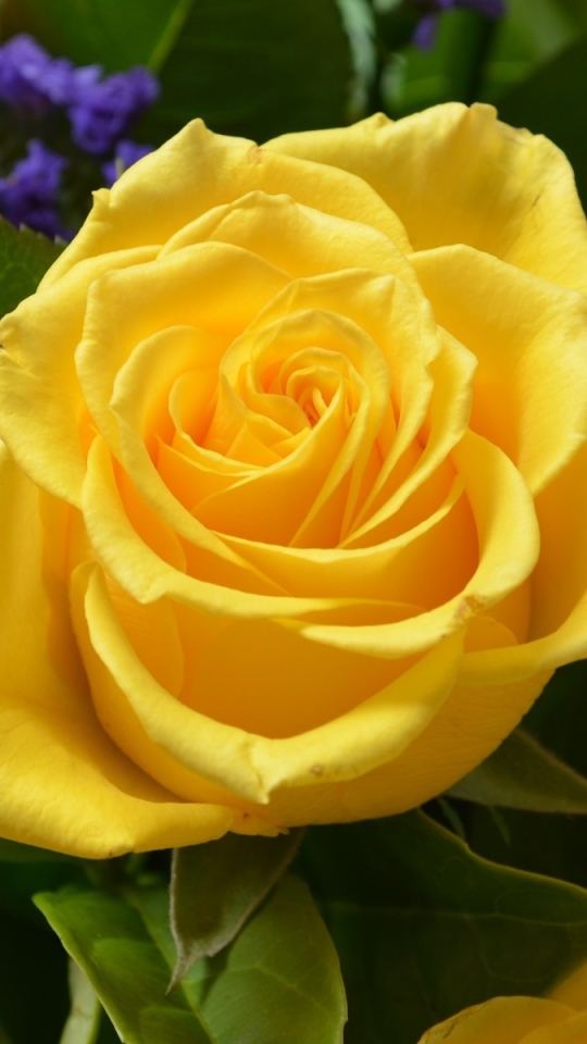 Download mobile wallpaper Nature, Flowers, Flower, Rose, Earth, Spring, Yellow Rose, Yellow Flower for free.