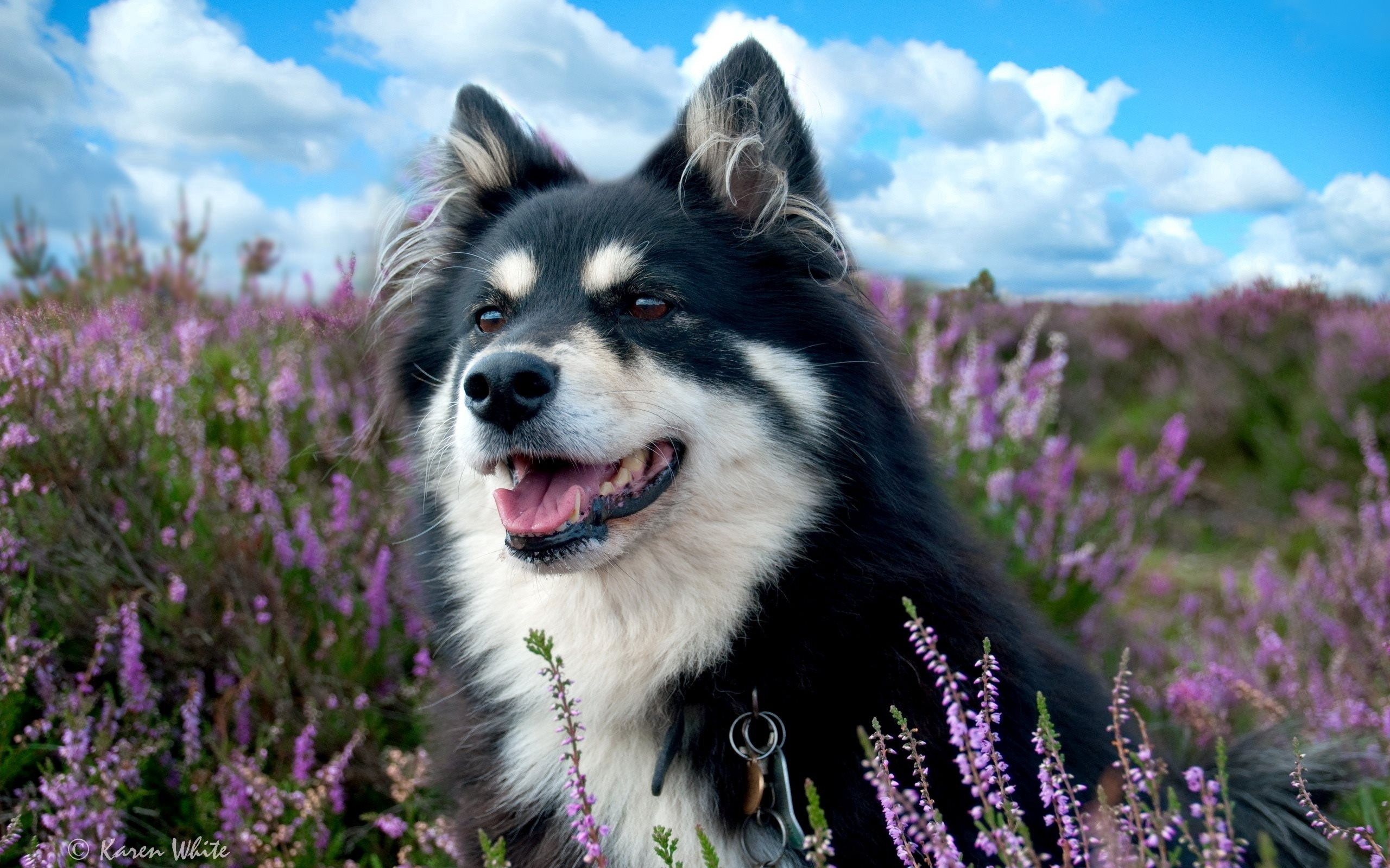 Laden Sie das Fleckig, Gefleckt, Blumen, Grass, Tiere, Hund-Bild kostenlos auf Ihren PC-Desktop herunter