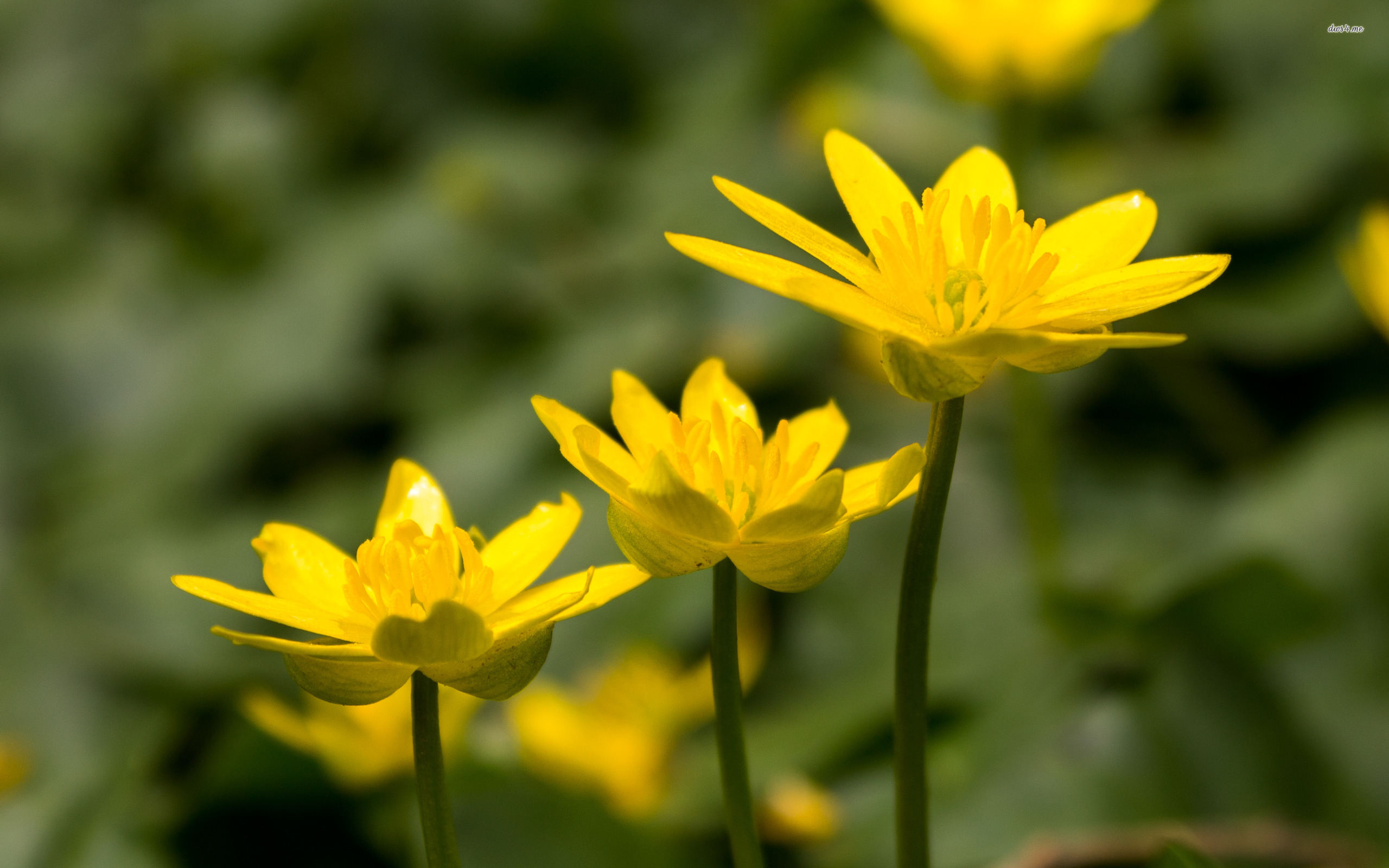 Téléchargez gratuitement l'image Fleurs, Fleur, Terre/nature sur le bureau de votre PC