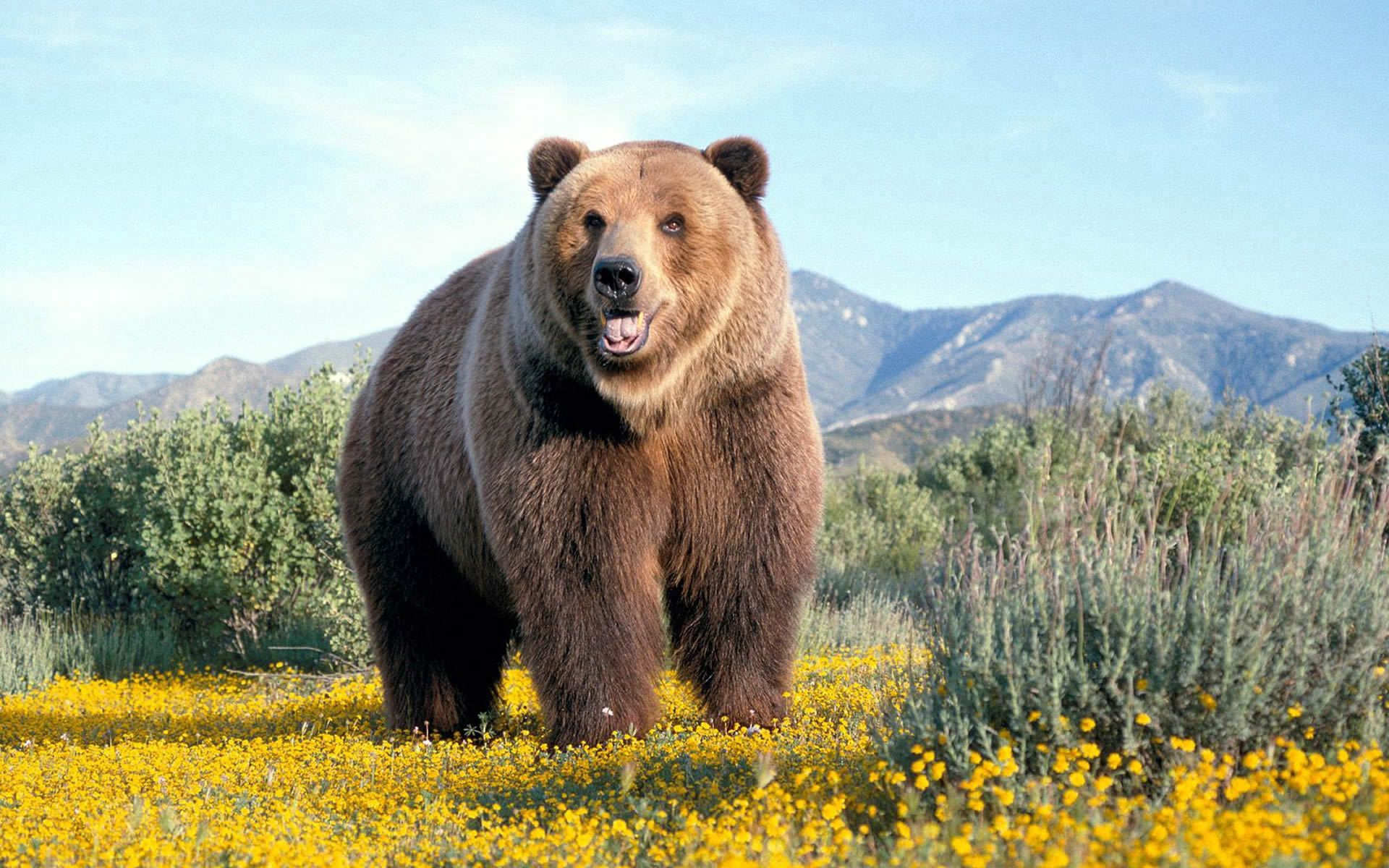 bear, animals, flowers, grass, brown HD wallpaper
