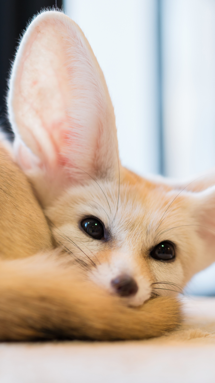 Download mobile wallpaper Animal, Fennec Fox for free.
