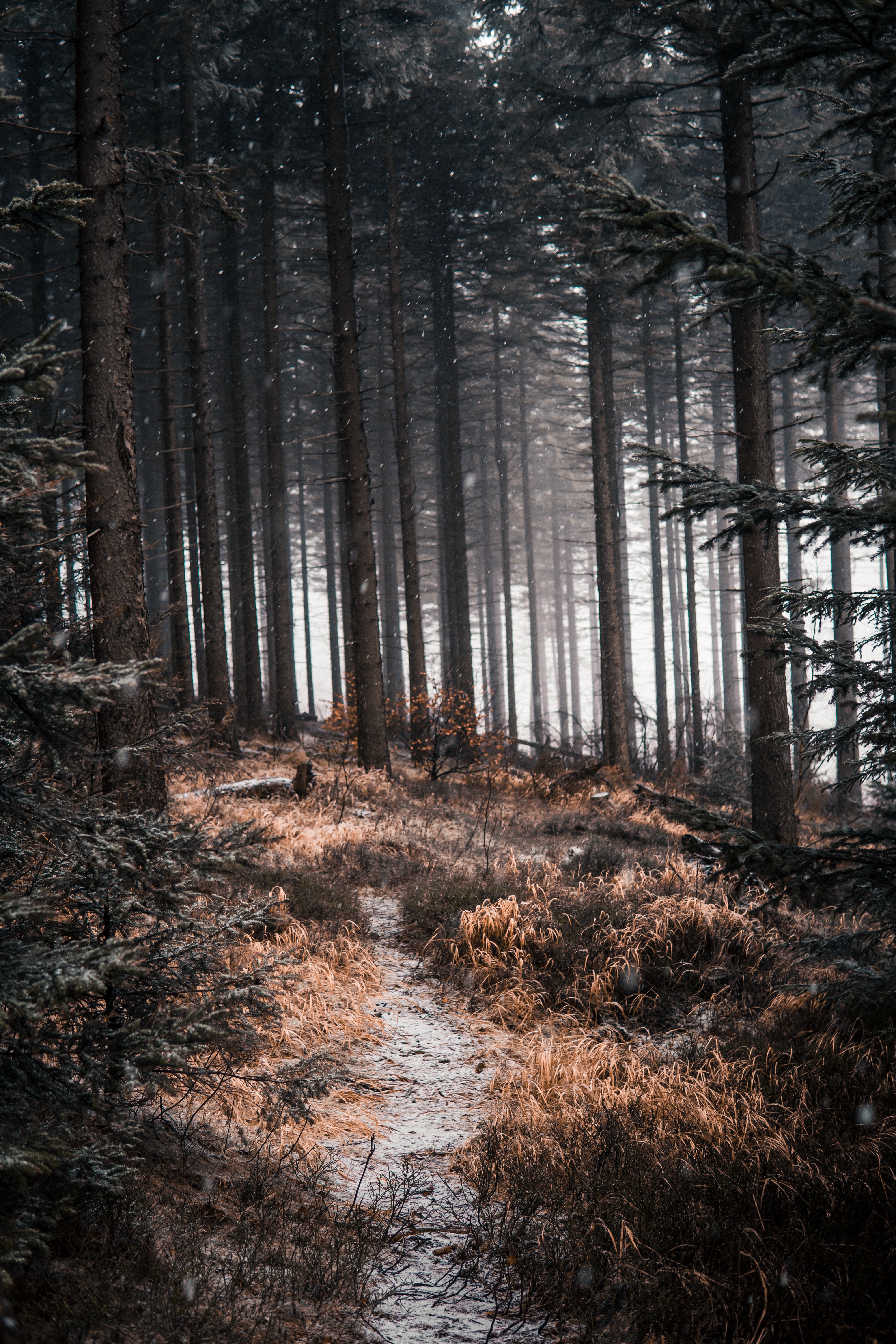Download mobile wallpaper Forest, Trees, Snow, Path, Nature for free.