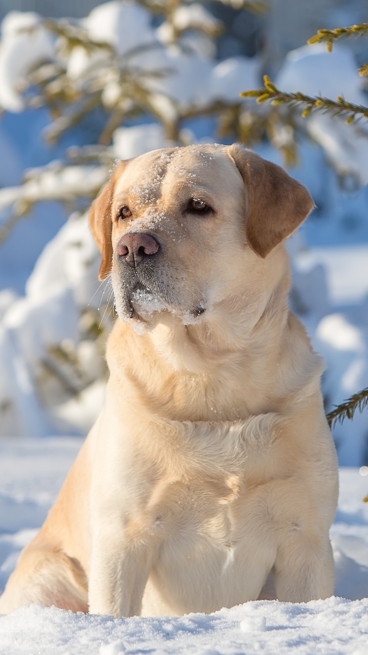 Handy-Wallpaper Tiere, Winter, Hunde, Schnee, Hund, Labrador Retriever kostenlos herunterladen.