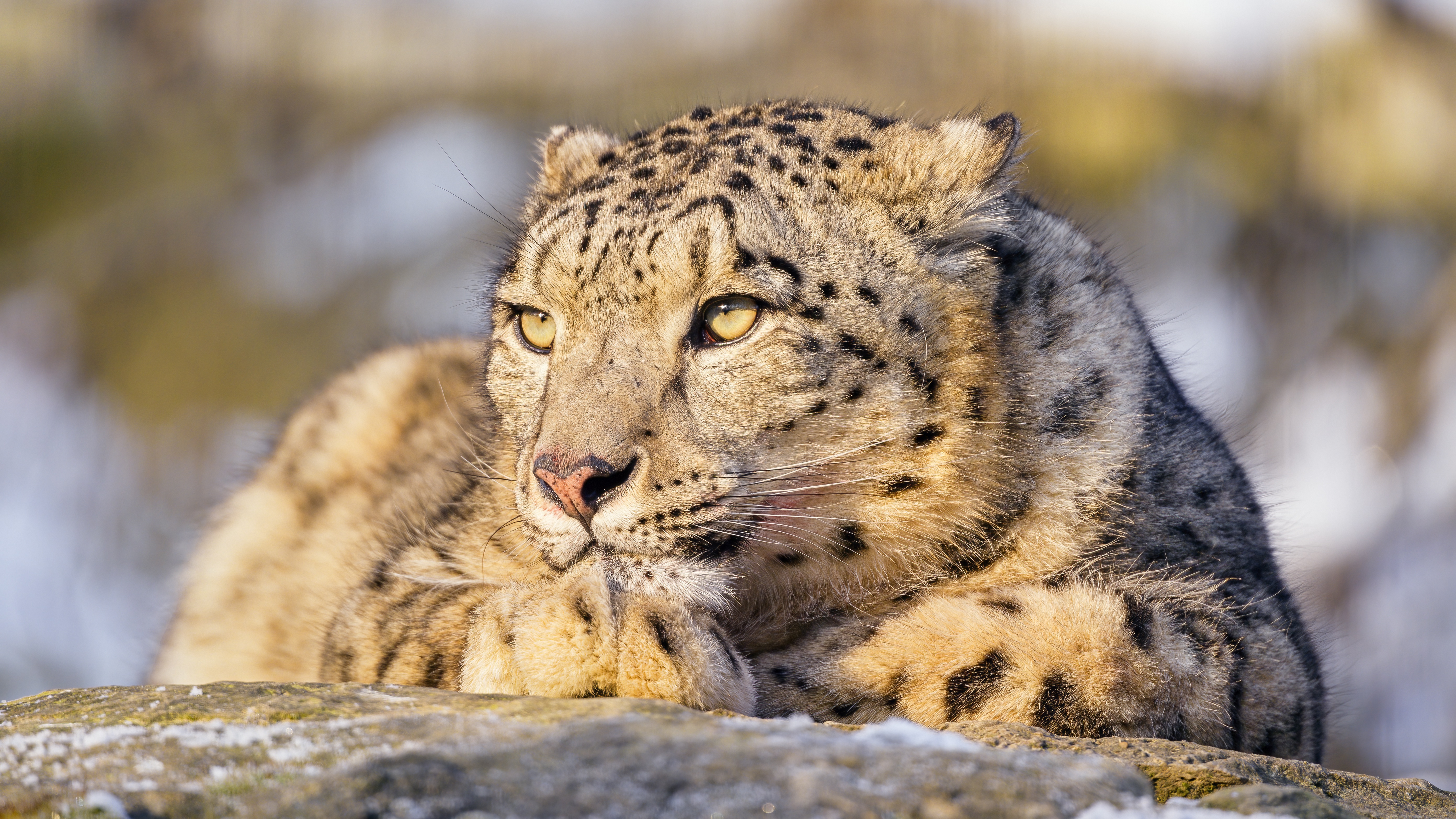 Descarga gratuita de fondo de pantalla para móvil de Animales, Gatos, Leopardo De Las Nieves.