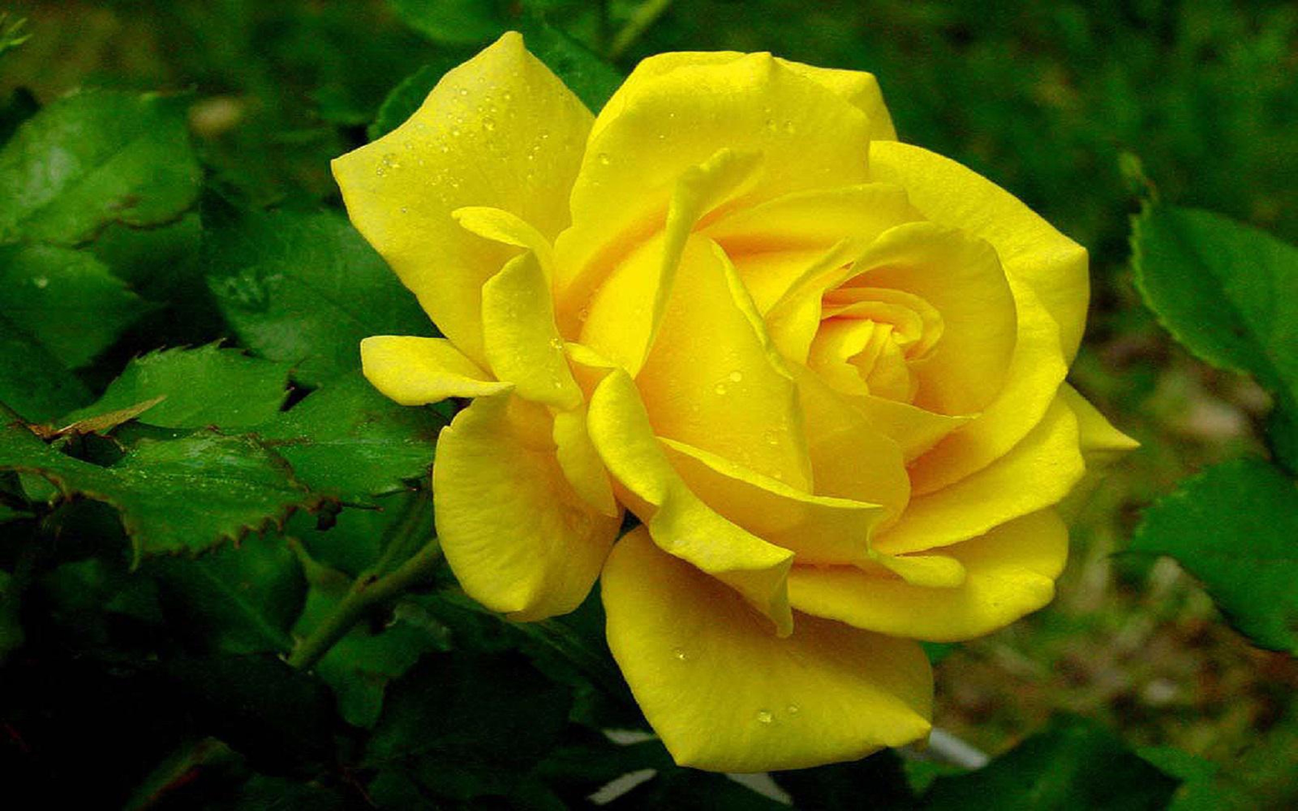 Download mobile wallpaper Flower, Rose, Earth, Yellow Flower for free.