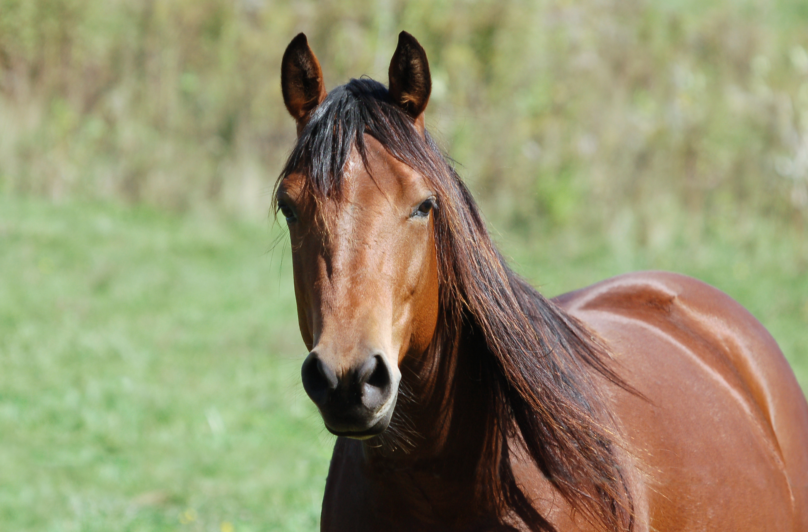 PCデスクトップに動物, 馬画像を無料でダウンロード