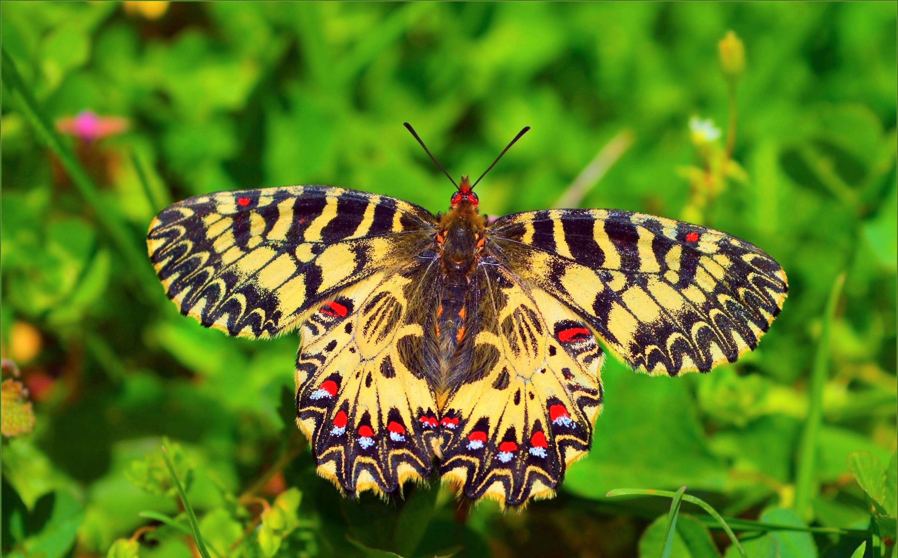 Laden Sie das Tiere, Schmetterlinge, Blatt, Bunt-Bild kostenlos auf Ihren PC-Desktop herunter