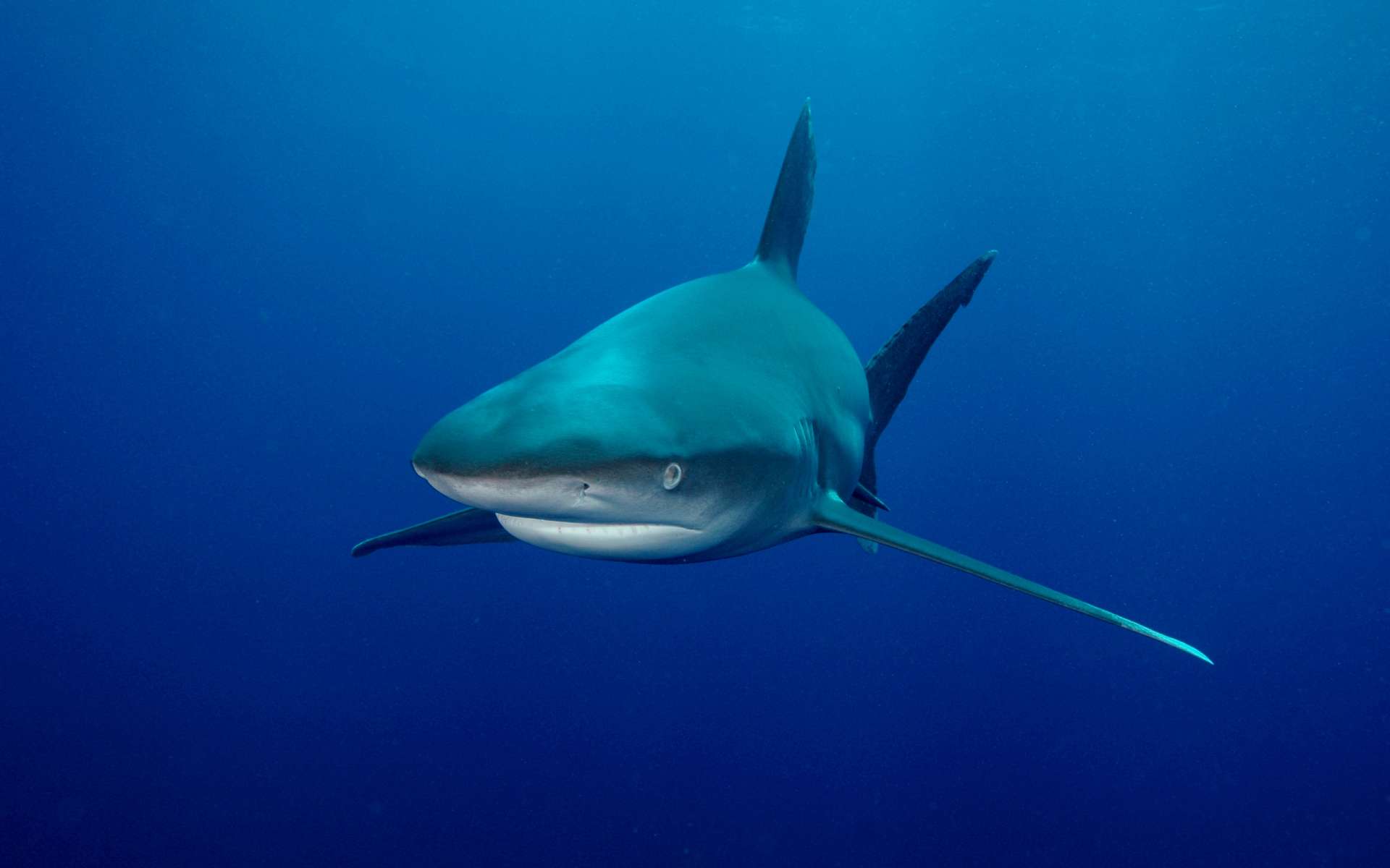 Laden Sie das Tiere, Hai-Bild kostenlos auf Ihren PC-Desktop herunter