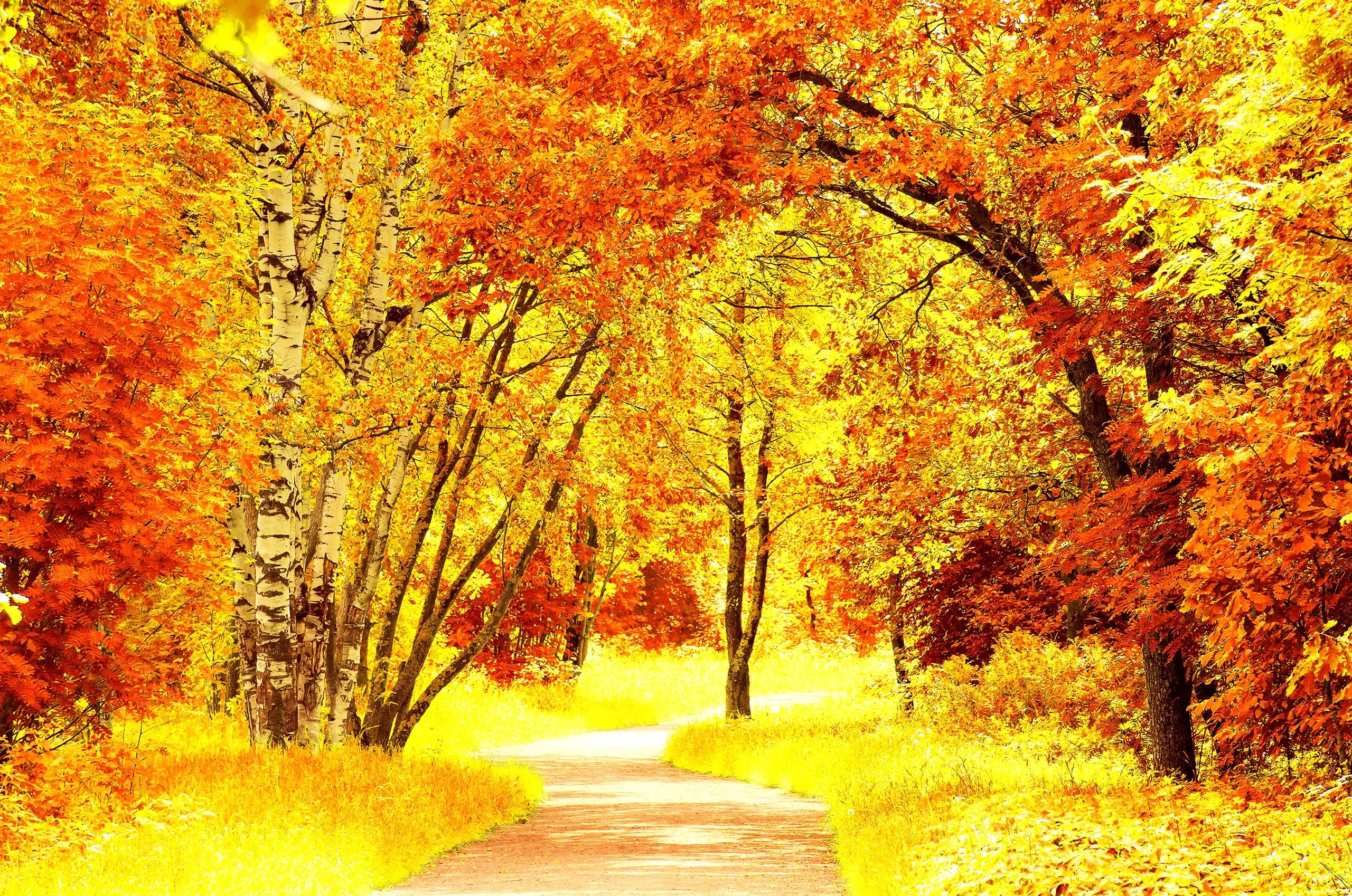Скачать обои бесплатно Осень, Дорога, Дерево, Сделано Человеком, Берёза картинка на рабочий стол ПК
