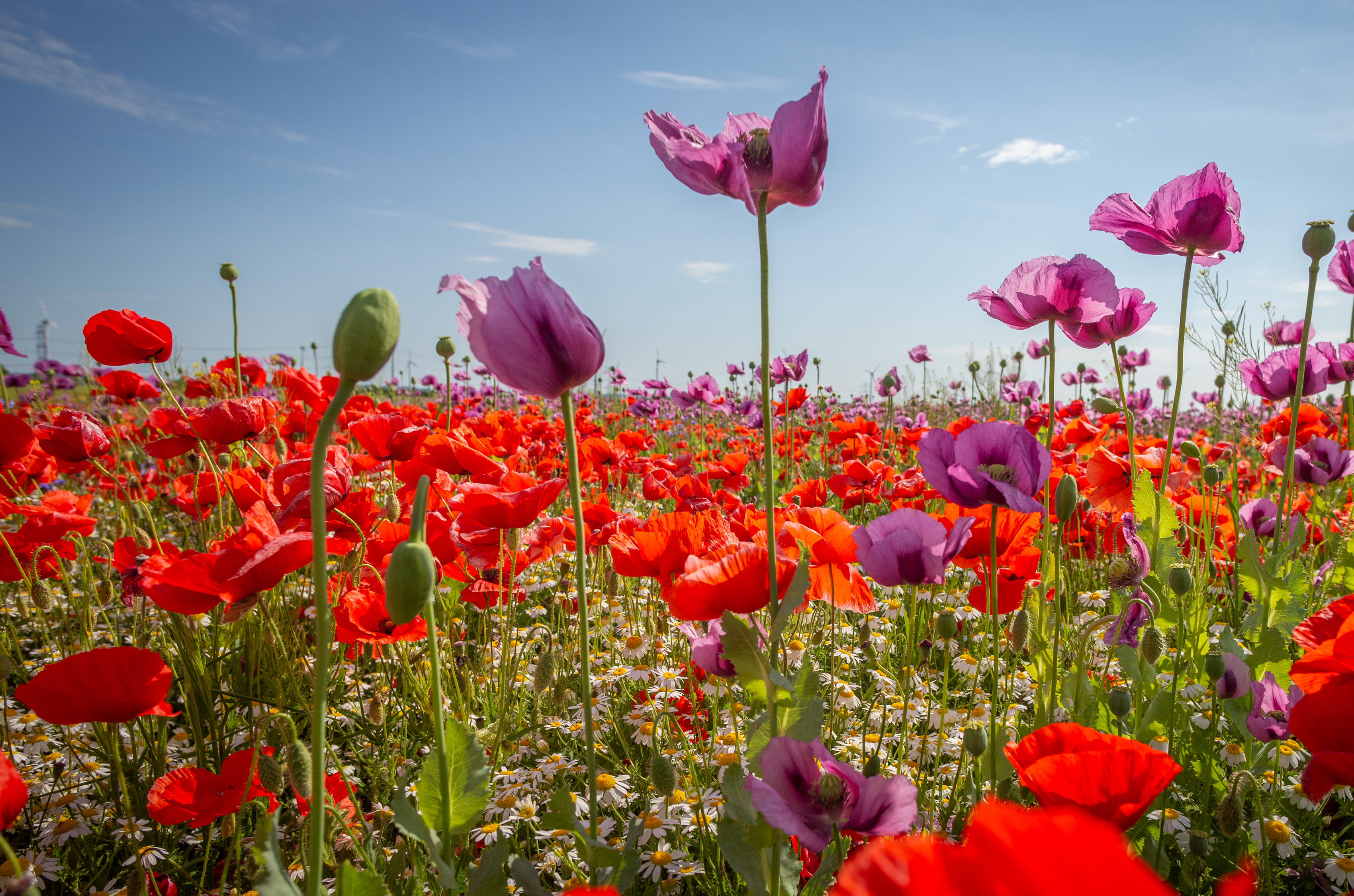 Laden Sie das Natur, Blumen, Mohn, Sommer, Blume, Rote Blume, Erde/natur, Pinke Blume-Bild kostenlos auf Ihren PC-Desktop herunter