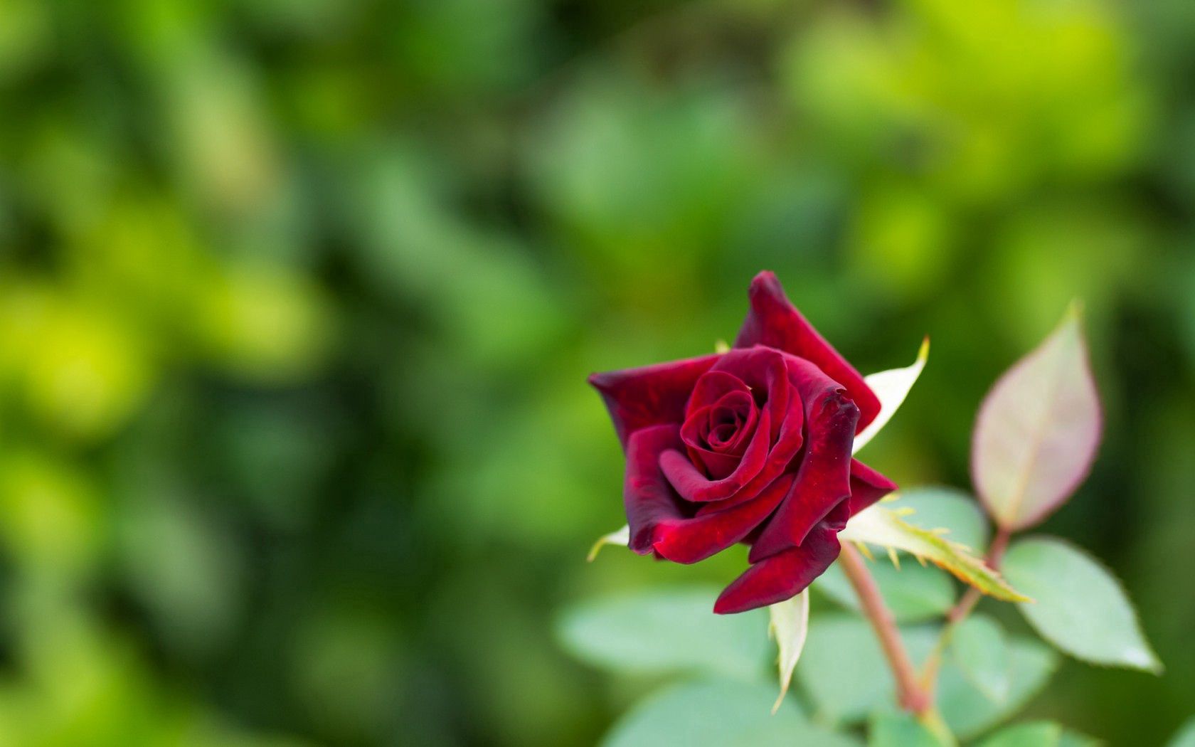 Téléchargez des papiers peints mobile Macro, Bourgeon, Rose, Une Rose gratuitement.