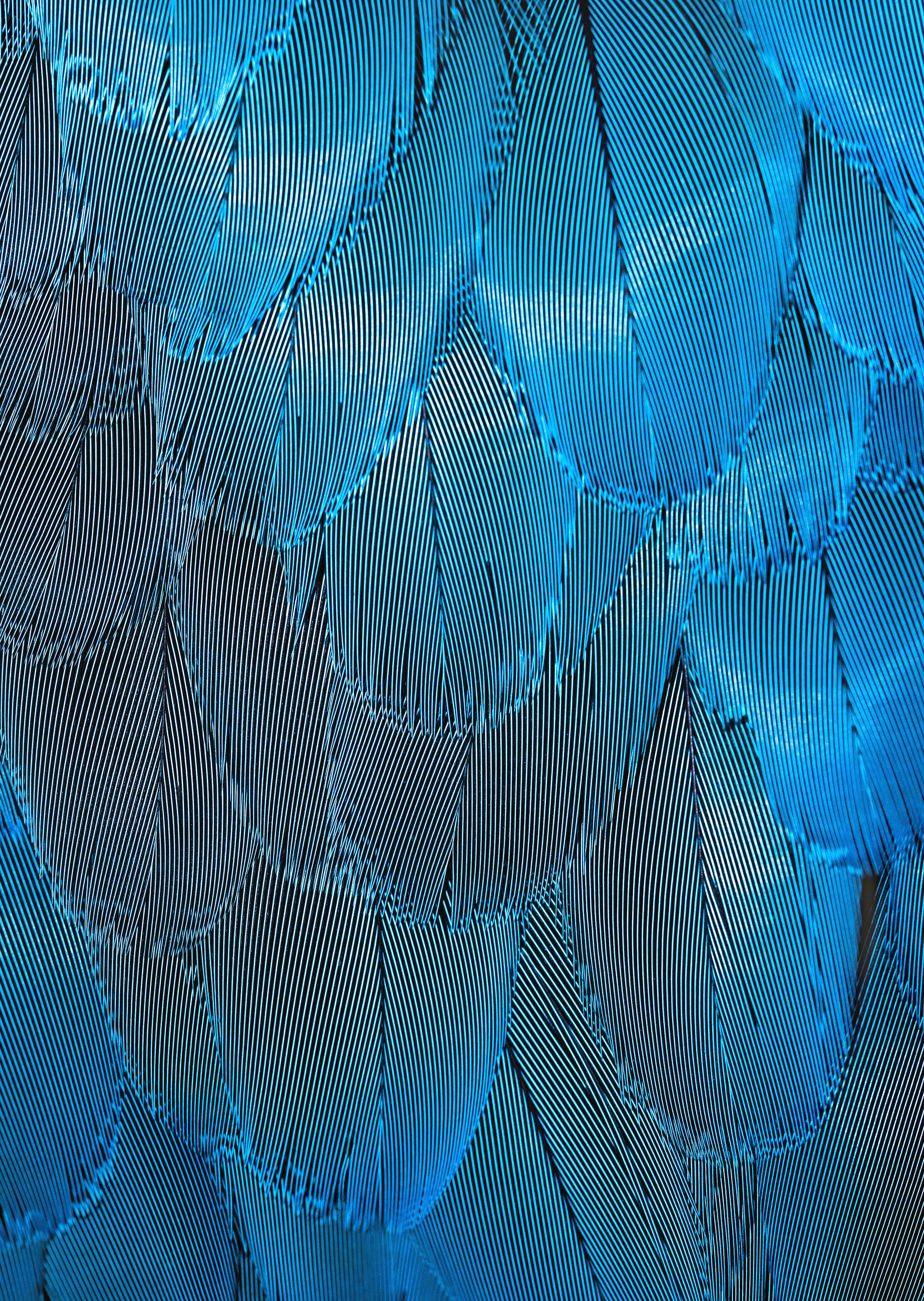 macro, textures, feather, blue, texture, iridescent 32K