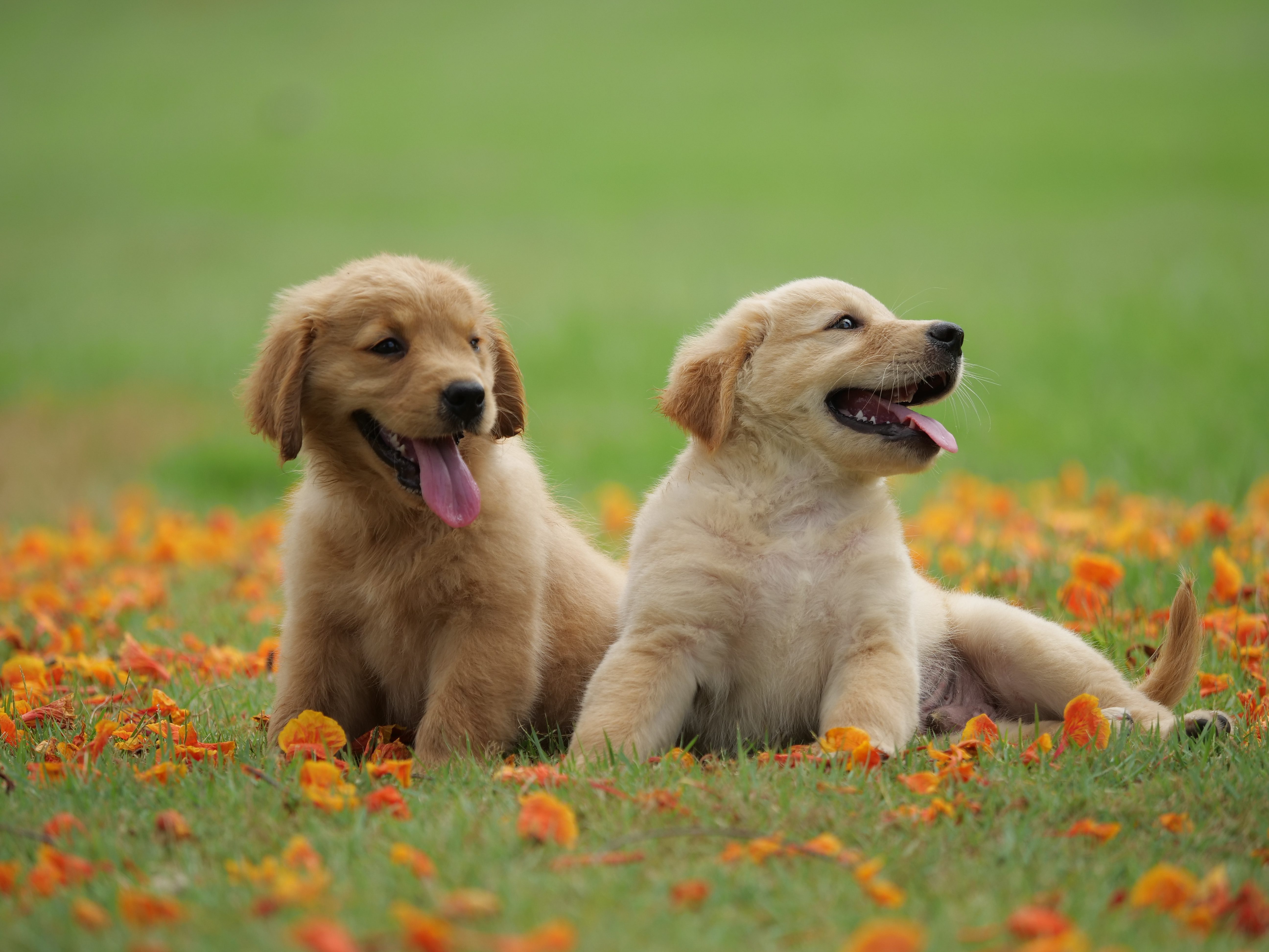 Téléchargez gratuitement l'image Animaux, Chiens, Chien, Chiot, Golden Retriever, Bébé Animal sur le bureau de votre PC