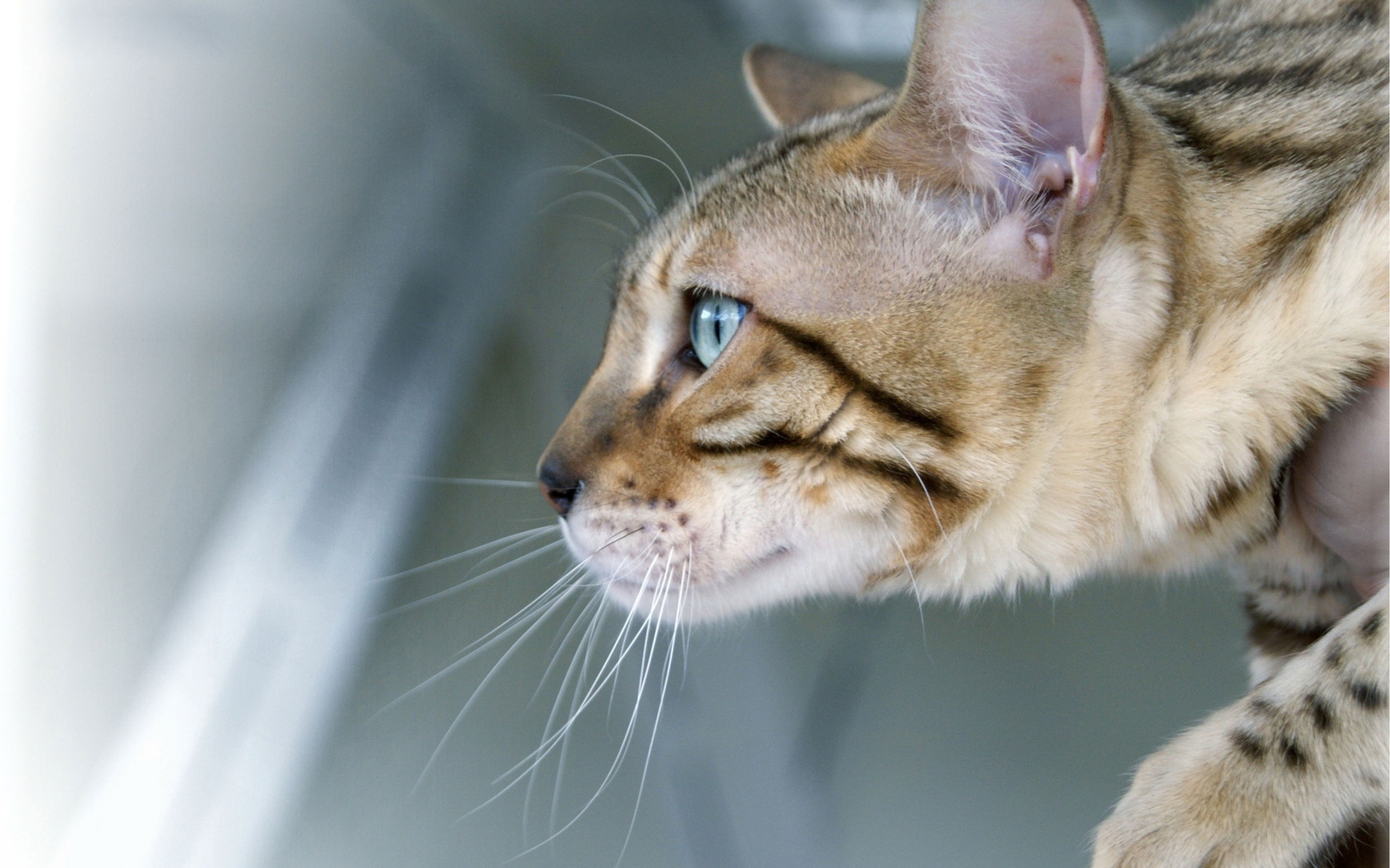 Baixar papel de parede para celular de Animais, Gatos, Gato gratuito.