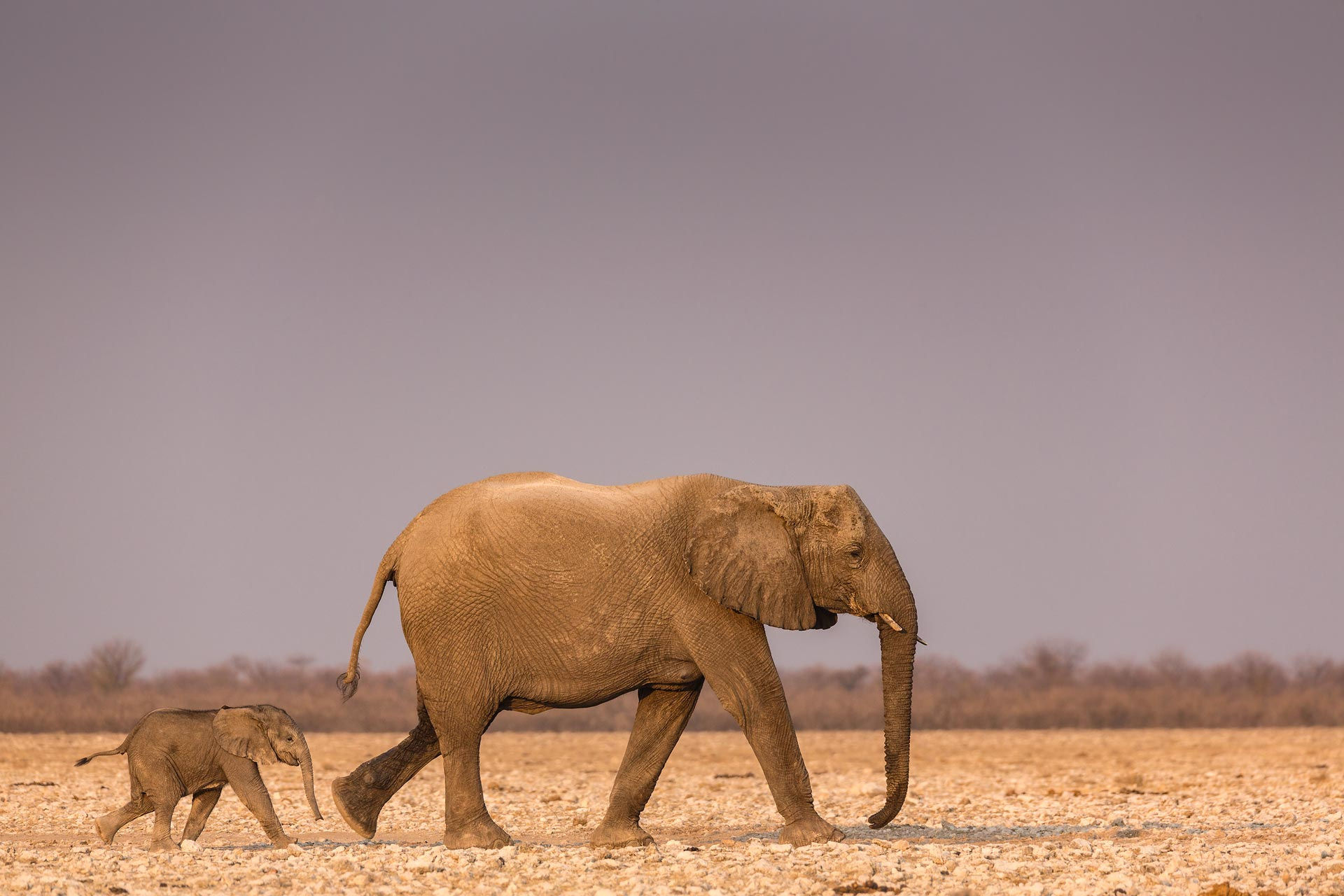 Téléchargez des papiers peints mobile Animaux, Éléphants, Bébé Animal, Éléphant De Savane D'afrique gratuitement.