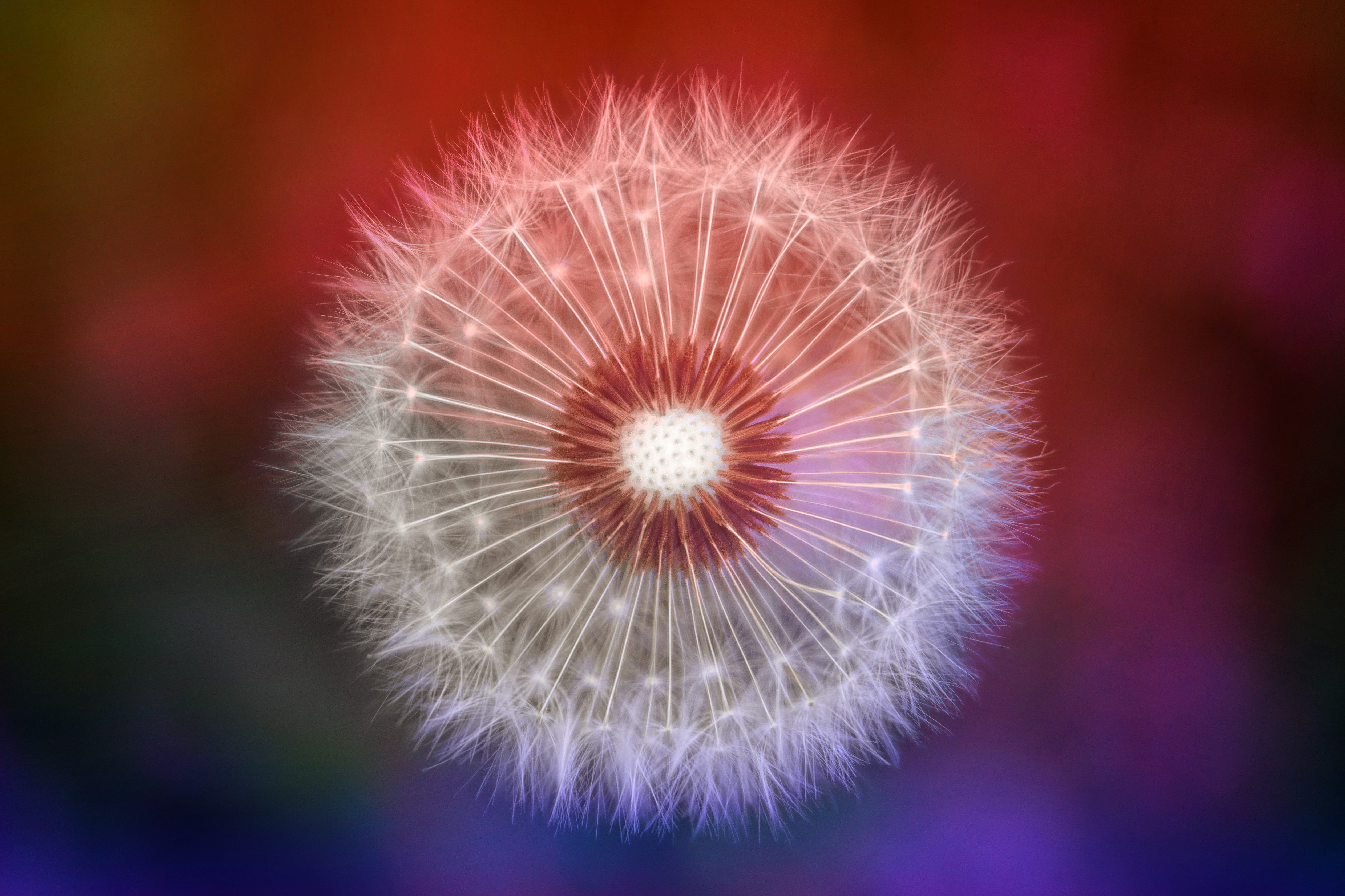Download mobile wallpaper Flower, Earth, Dandelion for free.