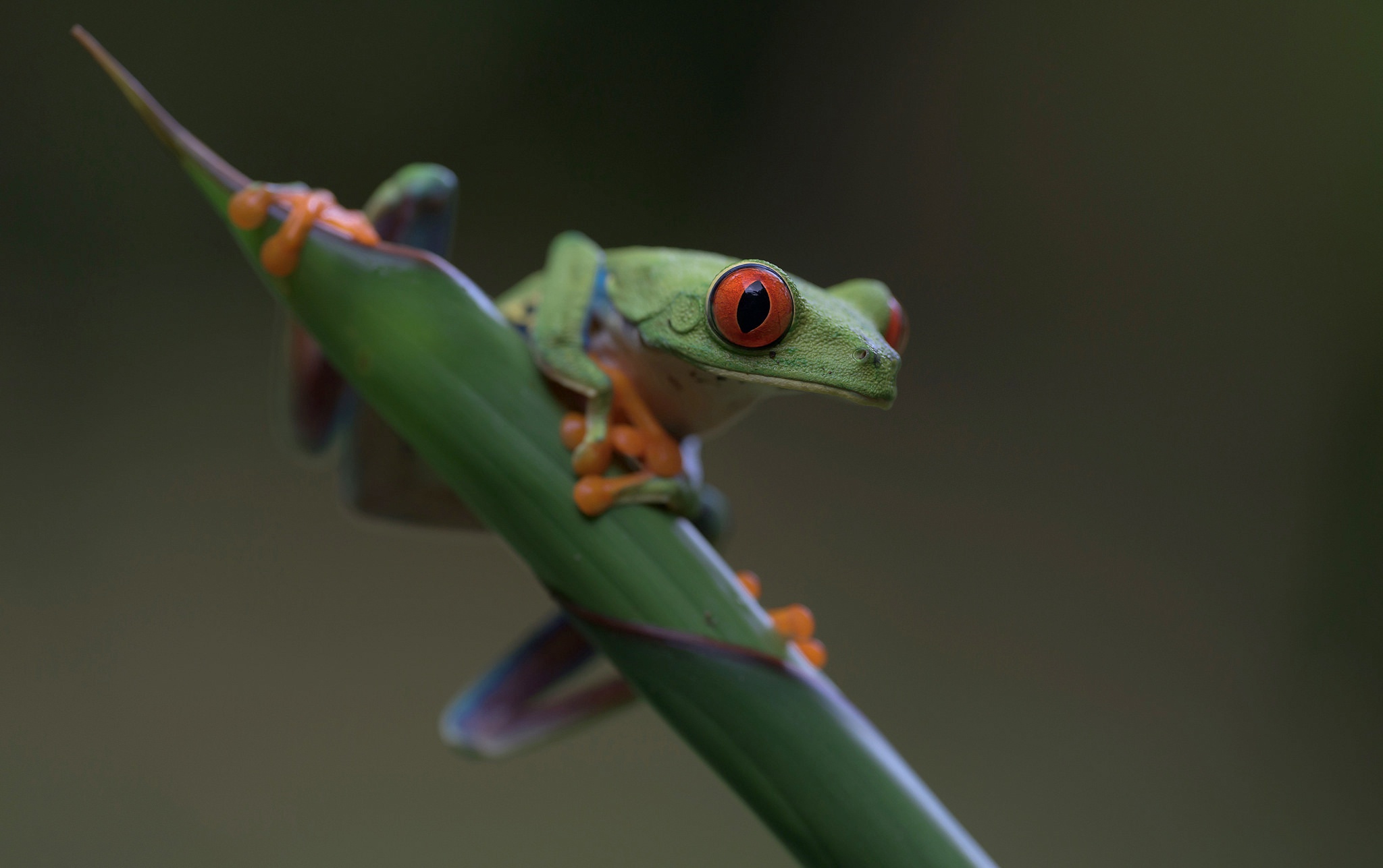 Free download wallpaper Frogs, Animal, Frog, Amphibian, Tree Frog, Red Eyed Tree Frog on your PC desktop