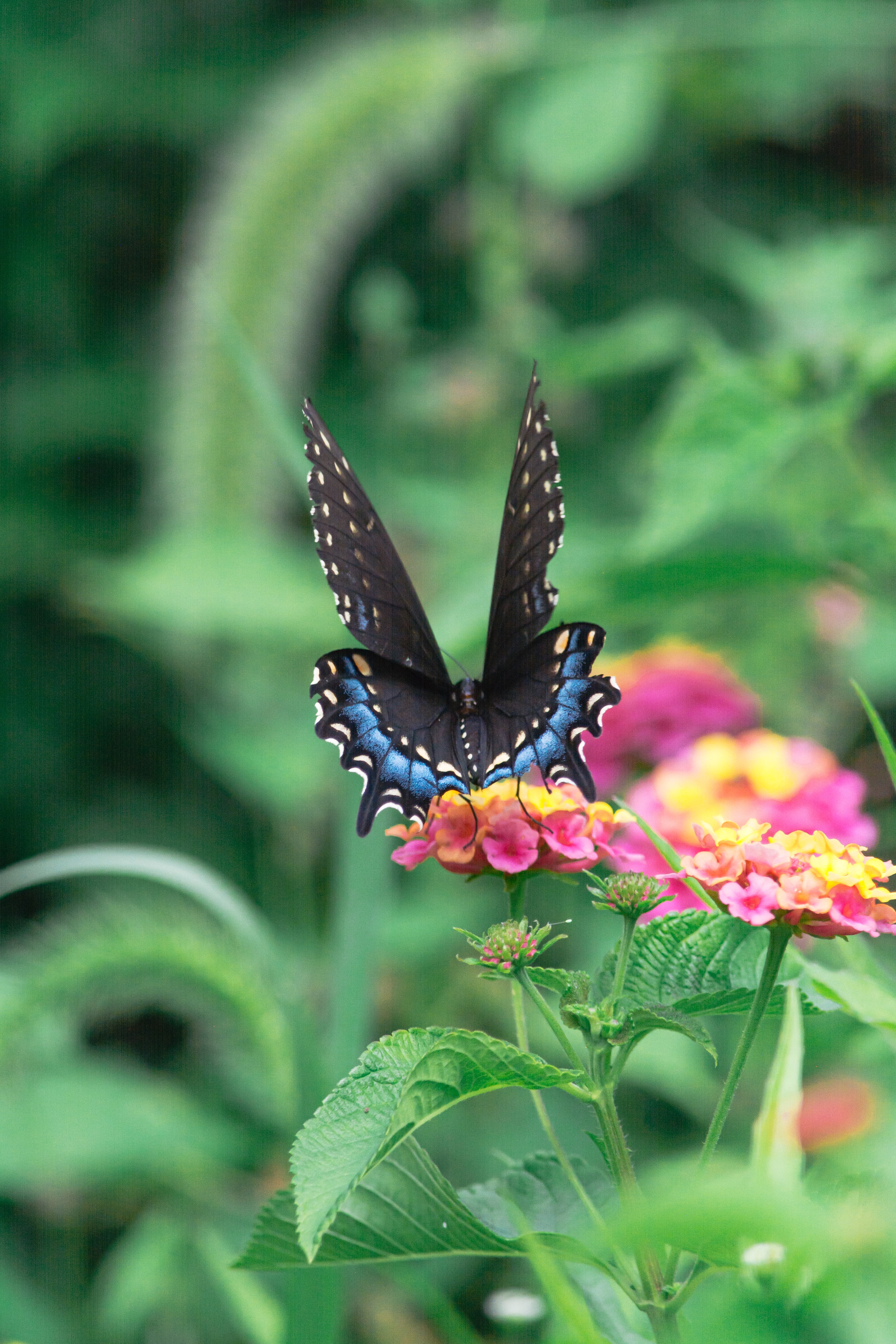 無料モバイル壁紙動物, フラワーズ, 葉, 大きい, マクロ, バタフライ, 翼, パターン, 蝶をダウンロードします。