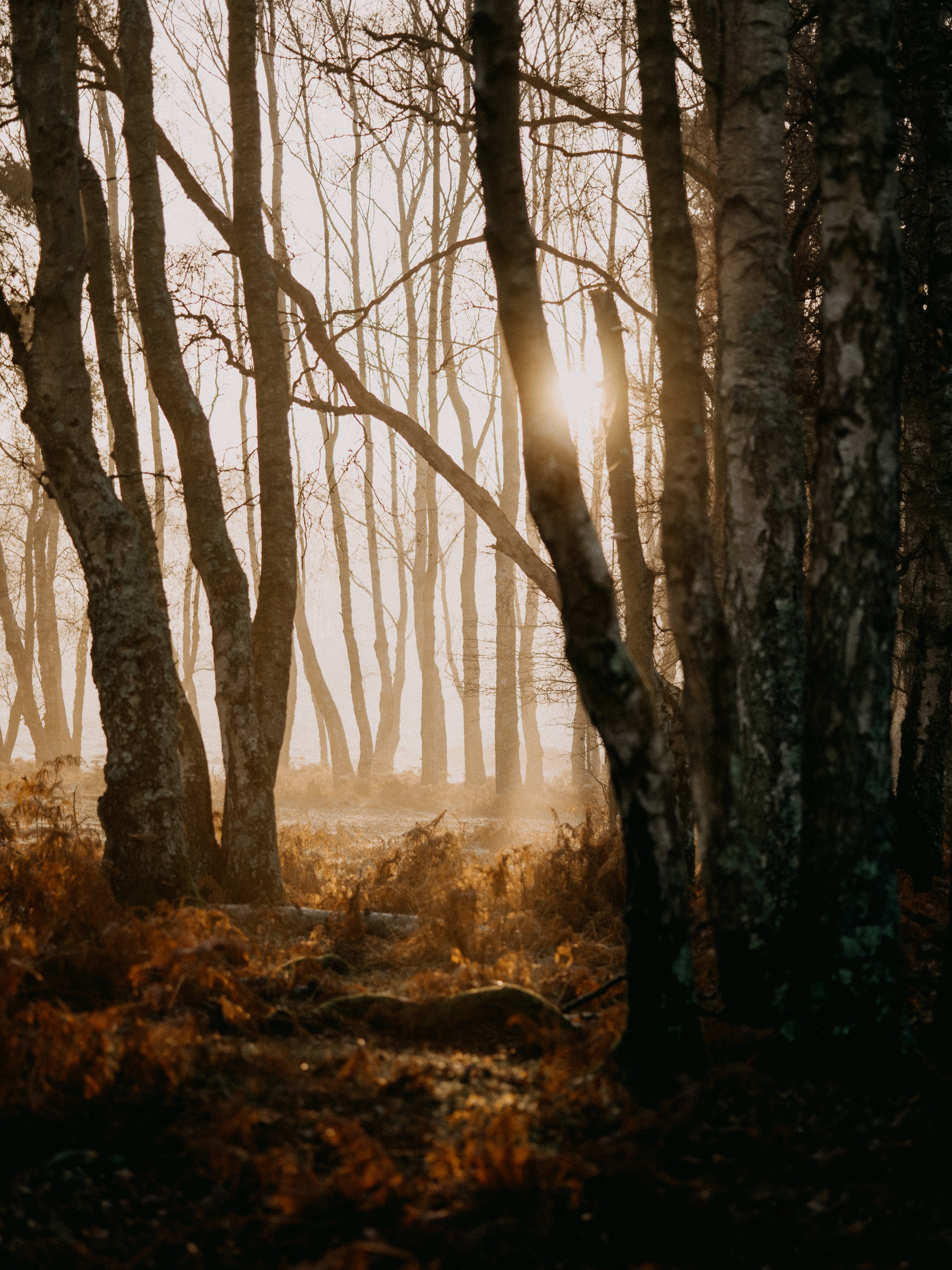 Free download wallpaper Trees, Fog, Sunlight, Nature, Forest on your PC desktop