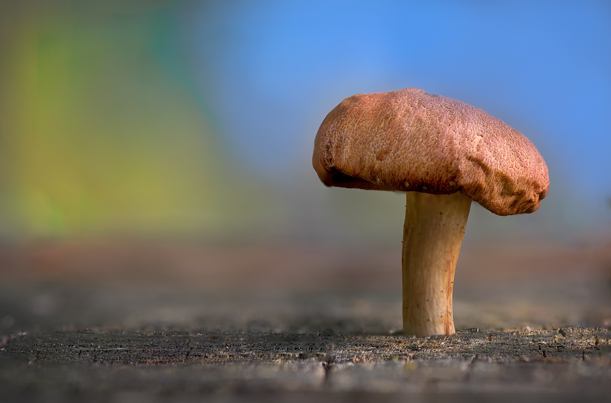 Download mobile wallpaper Nature, Blur, Earth, Mushroom for free.