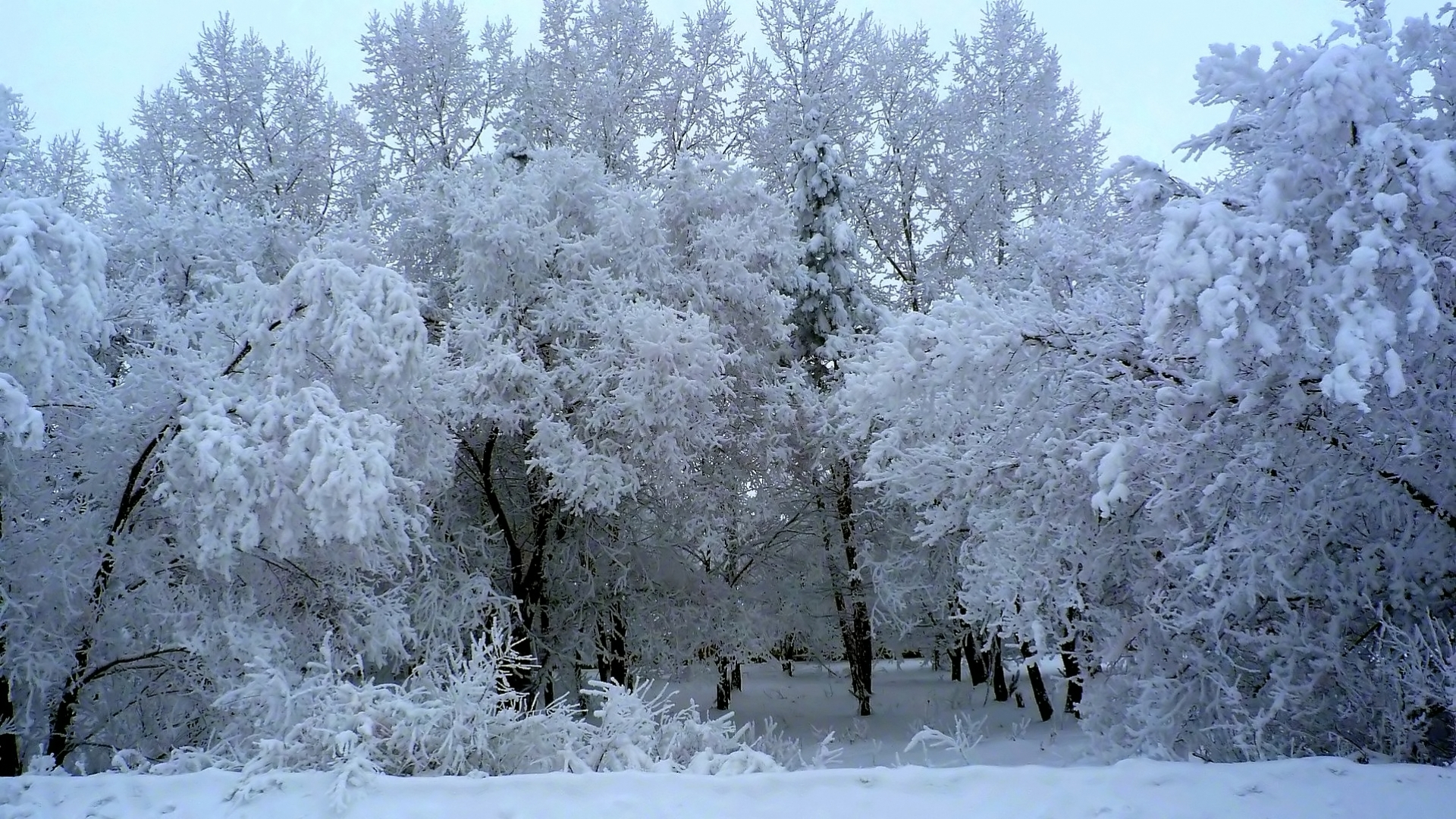 Скачать обои бесплатно Зима, Пейзаж картинка на рабочий стол ПК